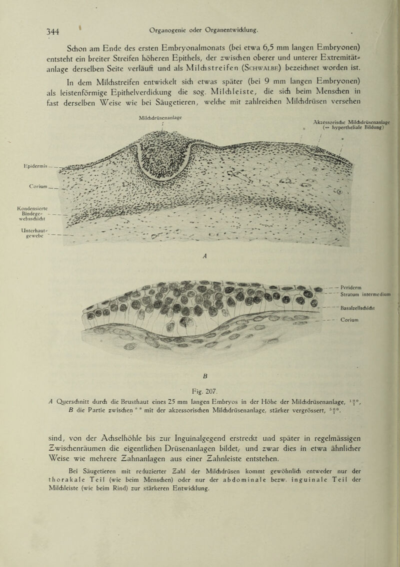 l Peridcrm Stratum intermedium Basalzellschicht r Corium B Fig. 207. A Querschnitt durch die Brusthaut eines 25 mm langen Embryos in der Höhe der Milchdrüsenanlage, l^°, B die Partie zwischen ** mit der akzessorischen Mildidrüsenanlage, stärker vergrössert, s°. sind, von der Achselhöhle bis zur Inguinalgegend erstredet und später in regelmässigen Zwischenräumen die eigentlichen Drüsenanlagen bildet,- und zwar dies in etwa ähnlicher Weise wie mehrere Zahnanlagen aus einer Zahnleiste entstehen. Bei Säugetieren mit reduzierter Zahl der Milchdrüsen kommt gewöhnlich entweder nur der thorakale Teil (wie beim Menschen) oder nur der abdominale bezw. inguinale Teil der Milchleiste (wie beim Rind) zur stärkeren Entwicklung. Schon am Ende des ersten Embryonalmonats (bei etwa 6,5 mm langen Embryonen) entsteht ein breiter Streifen höheren Epithels, der zwischen oberer und unterer Extremität^ anlage derselben Seite verläuft und als Milch streifen (Schwalbe) bezeichnet worden ist. In dem Milchstreifen entwickelt sich etwas später (bei 9 mm langen Embryonen) als leistenförmige Epithelverdickung die sog. Milch leiste, die sich beim Menschen in fast derselben Weise wie bei Säugetieren, welche mit zahlreichen Milchdrüsen versehen Mildidrüsenanlage Akzessorische Milchdrüsenanlage (= hypertheliale Bildung) Epidermis- Corium _ Kondensierte Bindege^ - websschicht Unterbaut^ gewebe J/T- •— »