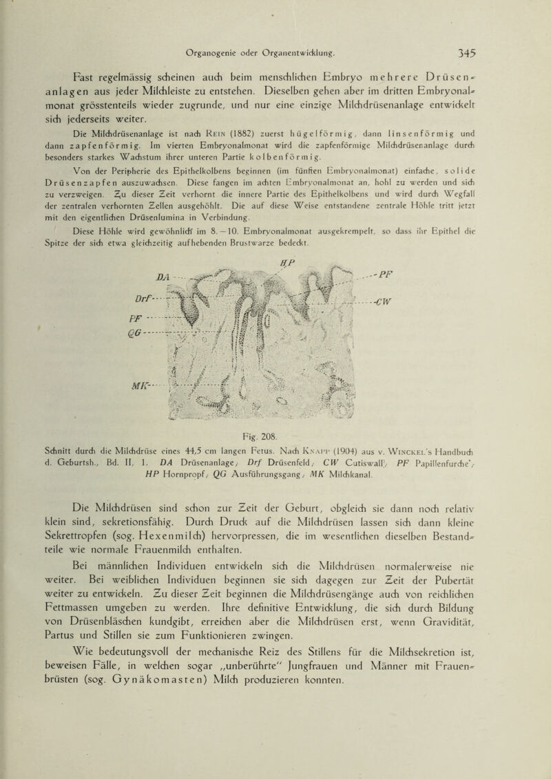 Fast regelmässig scheinen auch beim menschlichen Embryo mehrere Drüsen^ an lagen aus jeder Milchleiste zu entstehen. Dieselben gehen aber im dritten EmbryonaU monat grösstenteils wieder zugrunde, und nur eine einzige Milchdrüsenanlage entwickelt sich jederseits weiter. Die Mildidrüsenanlage ist nach Rein (1882) zuerst h ü g e I fö r nt i g, dann linsenförmig und dann z a p f e n f ö r m i g. Im vierten Embryonalmonat wird die zapfenförmige Mildidrüsenanlage durch besonders starkes Wachstum ihrer unteren Partie kolbenförmig. Von der Peripherie des Epithelkolbens beginnen (im fünften Embryonalmonat) einfache, solide Drüsenzapfen auszuwachsen. Diese fangen im achten Fmbryonalmonat an, hohl zu werden und sich zu verzweigen. Z,u dieser Zeit verhornt die innere Partie des Epithelkolbens und wird durch Wegfall der zentralen verhornten Zellen ausgehöhlt. Die auf diese Weise entstandene zentrale Höhle tritt jetzt mit den eigentlichen Drüsenlumina in Verbindung. Diese Höhle wird gewöhnlich' im 8.— 10. Embryonalmonat ausgekrempelt, so dass ihr Epithel die Spitze der sich etwa gleichzeitig aufhebenden Brustwarze bedeckt. HP Fig. 208. Schnitt durch die Milchdrüse eines 44,5 cm langen Fetus. Nach Knapp (1904) aus v. Winckel's Handbuch d. Geburtsh., Bd. II, 1. DA Drüsenanlage,- Drf Drüsenfeld,- CW Cutiswall',- PF Papillenfurche',- HP Hornpropf,- QG Ausführungsgang,- MK Milchkanal. Die Milchdrüsen sind schon zur Zeit der Geburt, obgleich sie dann noch relativ klein sind, sekretionsfähig. Durch Drude auf die Milchdrüsen lassen sich dann kleine Sekrettropfen (sog. Hexenmilch) hervorpressen, die im wesentlichen dieselben Bestand^ teile wie normale Frauenmilch enthalten. Bei männlichen Individuen entwickeln sich die Milchdrüsen normalerweise nie weiter. Bei weiblichen Individuen beginnen sie sich dagegen zur Zeit der Pubertät weiter zu entwickeln. Zu dieser Zeit beginnen die Milchdrüsengänge auch von reichlichen Fettmassen umgeben zu werden. Ihre definitive Entwicklung, die sich durch Bildung von Drüsenbläschen kundgibt, erreichen aber die Milchdrüsen erst, wenn Gravidität, Partus und Stillen sie zum Funktionieren zwingen. Wie bedeutungsvoll der mechanische Reiz des Stillens für die Milchsekretion ist, beweisen Fälle, in welchen sogar „unberührte Jungfrauen und Männer mit Frauen= brüsten (sog. Gynäkomasten) Milch produzieren konnten.