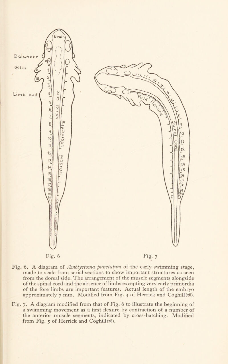 made to scale from serial sections to show important structures as seen from the dorsal side. The arrangement of the muscle segments alongside of the spinal cord and the absence of limbs excepting very early primordia of the fore limbs are important features. Actual length of the embryo approximately 7 mm. Modified from Fig. 4 of Herrick and Coghill(28). Fig. 7. A diagram modified from that of Fig. 6 to illustrate the beginning of a swimming movement as a first flexure by contraction of a number of the anterior muscle segments, indicated by cross-hatching. Modified