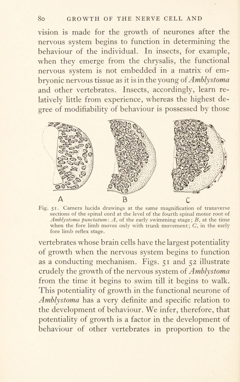 vision is made for the growth of neurones after the nervous system begins to function in determining the behaviour of the individual. In insects, for example, when they emerge from the chrysalis, the functional nervous system is not embedded in a matrix of em- bryonic nervous tissue as it is in the young of Amblystoma and other vertebrates. Insects, accordingly, learn re- latively little from experience, whereas the highest de- gree of modifiability of behaviour is possessed by those Fig. 51. Camera lucida drawings at the same magnification of transverse sections of the spinal cord at the level of the fourth spinal motor root of Amblystoma punctatum: A, of the early swimming stage; B, at the time when the fore limb moves only with trunk movement; C, in the early fore limb reflex stage. vertebrates whose brain cells have the largest potentiality of growth when the nervous system begins to function as a conducting mechanism. Figs. 51 and 52 illustrate crudely the growth of the nervous system of Amblystoma from the time it begins to swim till it begins to walk. This potentiality of growth in the functional neurone of Amblystoma has a very definite and specific relation to the development of behaviour. We infer, therefore, that potentiality of growth is a factor in the development of behaviour of other vertebrates in proportion to the