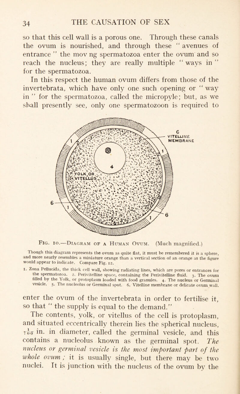 so that this cell wall is a porous one. Through these canals the ovum is nourished, and through these avenues of entrance the mov ng spermatozoa enter the ovum and so reach the nucleus; they are really multiple “ ways in ” for the spermatozoa. In this respect the human ovum differs from those of the invertebrata, which have only one such opening or “ way in ” for the spermatozoa, called the micropyle; but, as we shall presently see, only one spermatozoon is required to Fig. io.—Diagram of a Human Ovum. (Much magnified.) Though this diagram represents the ovum as quite flat, it must be remembered it is a sphere, and more nearly resembles a miniature orange than a vertical section of an orange as the figure would appear to indicate. Compare Fig. 12. I. Zona Pellucida, the thick cell wall, showing radiating lines, which are pores or entrances for the spermatozoa. 2. Perivitelline space, containing the Perivitelline fluid. 3. The ovum filled by the Yolk, or protoplasm loaded with food granules. 4. The nucleus or Germinal vesicle. 5. The nucleolus or Germinal spot. 6. Vitelline membrane or delicate ovum wall. enter the ovum of the invertebrata in order to fertilise it, so that ‘‘ the supply is equal to the demand.” The contents, yolk, or vitellus of the cell is protoplasm, and situated eccentrically therein lies the spherical nucleus, rJu in. in diameter, called the germinal vesicle, and this contains a nucleolus known as the germinal spot. The nucleus or germinal vesicle is the most importa^it part of the whole ovum; it is usually single, but there may be two nuclei. It is junction with the nucleus of the ovum by the