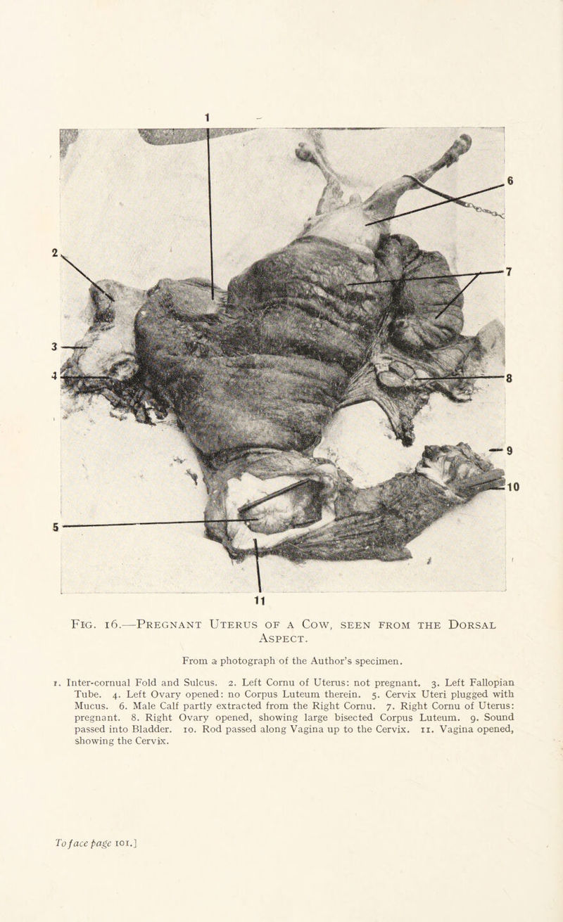 1 Fig. 16.—Pregnant Uterus of a Cow, seen from the Dorsal Aspect. From a photograph of the Author’s specimen. r. Inter-cornual Fold and Sulcus. 2. Left Cornu of Uterus; not pregnant. 3. Left Fallopian Tube. 4. Left Ovary opened; no Corpus Luteum therein. 5. Cervix Uteri plugged with Mucus. 6. Male Calf partly extracted from the Right Cornu. 7. Right Cornu of Uterus; pregnant. 8. Right Ovary opened, showing large bisected Corpus Luteum. 9. Sound passed into Bladder. 10. Rod passed along Vagina up to the Cervix, ii. Vagina opened, showing the Cervix. To face page 101.]