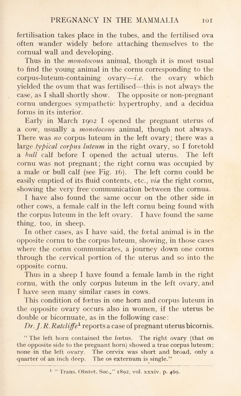 fertilisation takes place in the tubes, and the fertilised ova often wander widely before attaching themselves to the cornual wall and developing. Thus in the monotocotis animal, though it is most usual to hnd the young animal in the cornu corresponding to the corpus-luteum-containing ovary—i.e. the ovary which yielded the ovum that was fertilised—^this is not always the case, as I shall shortly show. The opposite or non-pregnant cornu undergoes sympathetic hypertrophy, and a decidua fonns in its interior. Early in March 1902 I opened the pregnant uterus of a cow, usually a monotocous animal, though not always. There was no corpus luteum in the left ovary; there was a large typical corpus luteum in the right ovary, so I foretold a hull calf before I opened the actual uterus. The left cornu was not pregnant; the right cornu was occupied by a male or bull calf (see Fig. 16). The left cornu could be easily emptied of its fluid contents, etc., via the right cornu, showing the very free communication between the cornua. I have also found the same occur on the other side in other cows, a female calf in the left cornu being found with the corpus luteum in the left ovary. I have found the same thing, too, in sheep. In other cases, as I have said, the foetal animal is in the opposite cornu to the corpus luteum, showing, in those cases where the cornu communicates, a journey down one cornu through the cervical portion of the uterus and so into the opposite cornu. Thus in a sheep I have found a female lamb in the right cornu, with the only corpus luteum in the left ovary, and I have seen many similar cases in cows. This condition of foetus in one horn and corpus luteum in the opposite ovary occurs also in women, if the uterus be double or bicornuate, as in the following case: T)y. 7. R. Ratcliffreports a case of pregnant uterus bicornis. “The left horn contained the foetus. The right ovary (that on the opposite side to the pregnant horn) showed a true corpus luteum; none in the left ovary. The cervix was short and broad, only a quarter of an inch deep. The os externum is single.” ^ “ Trans. Obstet. Soc.,” 1892, vol. xxxiv. p. 469.