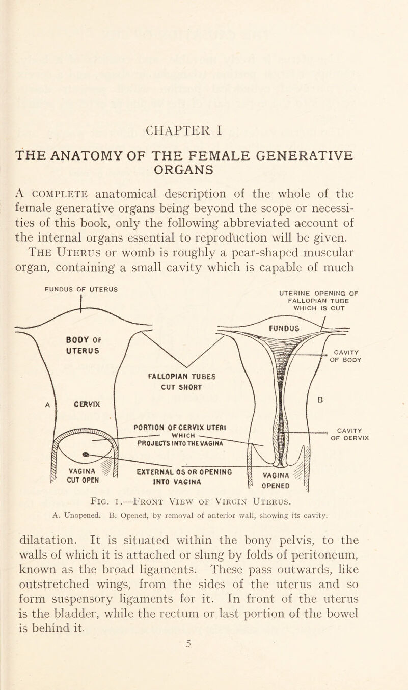 CHAPTER I THE ANATOMY OF THE FEMALE GENERATIVE ORGANS A complete anatomical description of the whole of the female generative organs being beyond the scope or necessi- ties of this book, only the following abbreviated account of the internal organs essential to reproduction will be given. The Uterus or womb is roughly a pear-shaped muscular organ, containing a small cavity which is capable of much A. Unopened. B. Opened, by removal of anterior wall, showing its cavity. dilatation. It is situated within the bony pelvis, to the walls of which it is attached or slung by folds of peritoneum, known as the broad ligaments. These pass outwards, like outstretched wings, from the sides of the uterus and so form suspensory ligaments for it. In front of the uterus is the bladder, while the rectum or last portion of the bowel is behind it