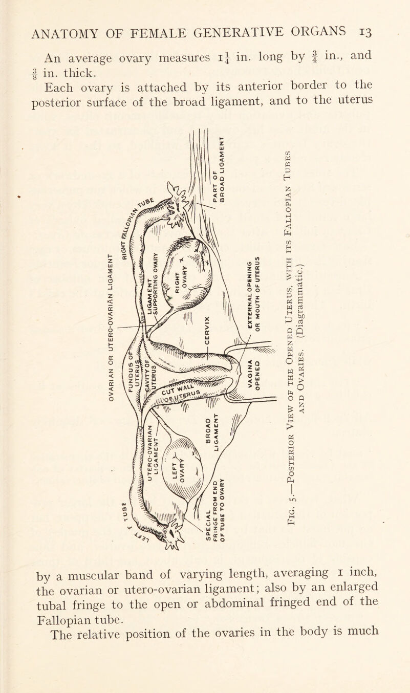 An average ovary measures i| in. long by £ in., and f in. thick. Each ovary is attached by its anterior border to the posterior surface of the broad ligament, and to the uterus by a muscular band of varying length, averaging i inch, the ovarian or utero-ovarian ligament; also by an enlarged tubal fringe to the open or abdominal fringed end of the Fallopian tube. The relative position of the ovaries in the body is much