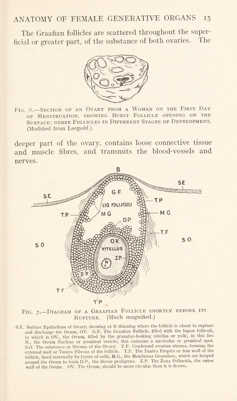 The Graafian follicles are scattered throughout the super- ficial or greater part, of the substance of both ovaries. The j?ig. 6.—Section of an Ovary from a Woman on the First Day of Menstruation, showing Burst Follicle opening on the Surface; other Follicles in Different Stages of Development. (Modified from Leopold.) deeper part of the ovary, contains loose connective tissue and muscle fibres, and transmits the blood-vessels and nerves. B Fig. 7. Diagram of a Graafian Follicle shortly before its Rupture. (Much magnified.) S.E. Surface Epithelium of Ovary, showing at B thinning where the follicle is about to rupture and discharge the Ovum, OV. G.F. The Graafian Follicle, filled with the liquor folliculi, in which is OV., the Ovum, filled by the granular-looking vitellus or yolk; in this lies N., the Ovum Nucleus or germinal vesicle; this contains a nucleolus or germinal spot. S.O. The substance or Stroma of the Ovary. T.F. Condensed ovarian stroma, forming the external wall or Tunica Fibrosa of the follicle. T.P. The Tunica Propria or true wall of the follicle, lined internally by layers of cells, M.G., the Membrana Granulosa, which are heaped around the Ovum to form D.P., the discus proligerus. Z.P. The Zona Pellucida, the outer wall of the Ovum. OV. The Ovum; should be more circular than it is drawn.