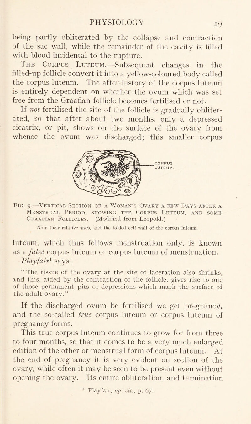 being partly obliterated by the collapse and contraction of the sac wall, while the remainder of the cavity is filled with blood incidental to the rupture. The Corpus Luteum.—Subsequent changes in the Llled-up follicle convert it into a yellow-coloured body called the corpus luteum. The after-history of the corpus luteum is entirely dependent on whether the ovum which was set free from the Graafian follicle becomes fertilised or not. If not fertilised the site of the follicle is gradually obliter- ated, so that after about two months, only a depressed cicatrix, or pit, shows on the surface of the ovary from whence the ovum was discharged; this smaller corpus Fig. 9.—Vertical Section of a Woman’s Ovary a few Days after a Menstrual Period, showing the Corpus Luteum, and some Graafian Follicles. (Modified from Leopold.) Note their relative sizes, and the folded cell wall of the corpus luteum. luteum, which thus follows menstruation only, is known as a false corpus luteum or corpus luteum of menstruation. Playfair1 says: “The tissue of the ovary at the site of laceration also shrinks, and this, aided by the contraction of the follicle, gives rise to one of those permanent pits or depressions which mark the surface of the adult ovary.” If the discharged ovum be fertilised we get pregnancy, and the so-called true corpus luteum or corpus luteum of pregnancy forms. This true corpus luteum continues to grow for from three to four months, so that it comes to be a very much enlarged edition of the other or menstrual form of corpus luteum. At the end of pregnancy it is very evident on section of the ovary, while often it may be seen to be present even without opening the ovary. Its entire obliteration, and termination 1 Playfair, op. cit., p. 67.