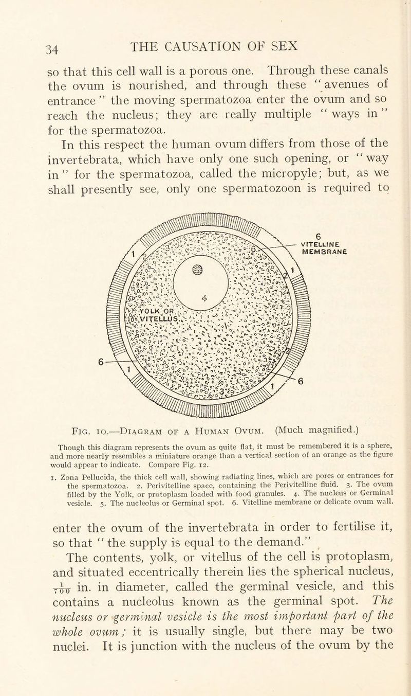so that this cell wall is a porous one. Through these canals the ovum is nourished, and through these ‘‘ avenues of entrance ” the moving spermatozoa enter the ovum and so reach the nucleus; they are really multiple “ways in” for the spermatozoa. In this respect the human ovum differs from those of the invertebrata, which have only one such opening, or “way in” for the spermatozoa, called the micropyle; but, as we shall presently see, only one spermatozoon is required to Fig. io.—Diagram of a Human Ovum. (Much magnified.) Though this diagram represents the ovum as quite flat, it must be remembered it is a sphere, and more nearly resembles a miniature orange than a vertical section of an orange as the figure would appear to indicate. Compare Fig. 12. 1. Zona Pellucida, the thick cell wall, showing radiating lines, which are pores or entrances for the spermatozoa. 2. Perivitelline space, containing the Perivitelline fluid. 3. The ovum filled by the Yolk, or protoplasm loaded with food granules. 4. The nucleus or Germinal vesicle. 5. The nucleolus or Germinal spot. 6. Vitelline membrane or delicate omm wall. enter the ovum of the invertebrata in order to fertilise it, so that “ the supply is equal to the demand.” The contents, yolk, or vitellus of the cell is protoplasm, and situated eccentrically therein lies the spherical nucleus, in. in diameter, called the germinal vesicle, and this contains a nucleolus known as the germinal spot. The nucleus or germinal vesicle is the most important part of the whole ovum; it is usually single, but there may be two nuclei. It is junction with the nucleus of the ovum by the