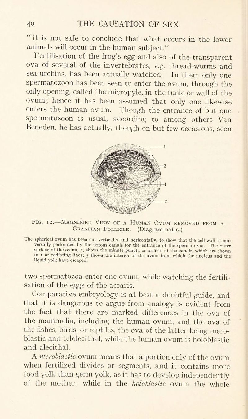 “it is not safe to conclude that what occurs in the lower animals will occur in the human subject.” Fertilisation of the frog’s egg and also of the transparent ova of several of the invertebrates, e.g. thread-worms and sea-urchins, has been actually watched. In them only one spermatozoon has been seen to enter the ovum, through the only opening, called the micropyle, in the tunic or wall of the ovum; hence it has been assumed that only one likewise enters the human ovum. Though the entrance of but one spermatozoon is usual, according to among others Van Beneden, he has actually, though on but few occasions, seen Fig. 12.—Magnified View of a Human Ovum removed from a Graafian Follicle. (Diagrammatic.) The spherical ovum has been cut vertically and horizontally, to show that the cell wall is uni- versally perforated by the porous canals for the entrance of the spermatozoa. The outer surface of the ovum, 2, shows the minute puncta or orifices of the canals, which are shown in 1. as radiating lines; 3 shows the interior of the ovum from which the nucleus and the liquid yolk have escaped. two spermatozoa enter one ovum, while watching the fertili- sation of the eggs of the ascaris. Comparative embryology is at best a doubtful guide, and that it is dangerous to argue from analogy is evident from the fact that there are marked differences in the ova of the mammalia, including the human ovum, and the ova of the fishes, birds, or reptiles, the ova of the latter being mero- blastic and telolecithal, while the human ovum is holoblastic and alecithal, A mevoblastic ovum means that a portion only of the ovum when fertilized divides or segments, and it contains more food yolk than germ yolk, as it has to develop independently of the mother; while in the holoblastic ovum the whole