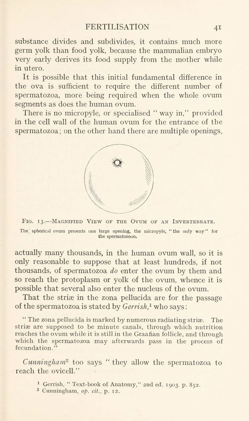 substance divides and subdivides, it contains much more germ yolk than food yolk, because the mammalian embryo very early derives its food supply from the mother while in utero. It is possible that this initial fundamental difference in the ova is sufficient to require the different number of spermatozoa, more being required when the whole ovum segments as does the human ovum. There is no micropyle, or specialised “ way in,” provided in the cell wall of the human ovum for the entrance of the spermatozoa; on the other hand there are multiple openings. Fig. 13.—Magnified View of the Ovum of an Invertebrate. The; spherical ovum presents one large opening, the micropyle, “ the only way ” for the spermatozoon. actually many thousands, in the human ovum wall, so it is only reasonable to suppose that at least hundreds, if not thousands, of spermatozoa do enter the ovum by them and so reach the protoplasm or yolk of the ovum, whence it is possible that several also enter the nucleus of the ovum. That the striae in the zona pellucida are for the passage of the spermatozoa is stated by Gerrish,1 who says: “ The zona pellucida is marked by numerous radiating striae. The striae are supposed to be minute canals, through which nutrition reaches the ovum while it is still in the Graafian follicle, and through which the spermatozoa may afterwards pass in the process of fecundation/' Cunningham2 too says “ they allow the spermatozoa to reach the ovicell.” 1 Gerrish, “ Text-book of Anatomy,” 2nd ed. 1903. p. 8^2. 2 Cunningham, op. cit., p. 12.