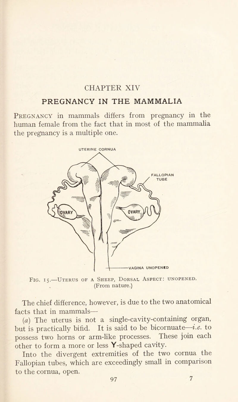 CHAPTER XIV PREGNANCY IN THE MAMMALIA Pregnancy in mammals differs from pregnancy in the human female from the fact that in most of the mammalia the pregnancy is a multiple one. UTERINE CORNUA Fig. 15.—Uterus of a Sheep, Dorsal Aspect: unopened. (From nature.) The chief difference, however, is due to the two anatomical facts that in mammals— (a) The uterus is not a single-cavity-containing organ, but is practically bifid. It is said to be bicornuate—i.e. to possess two horns or arm-like processes. These join each other to form a more or less Y-shaped cavity. Into the divergent extremities of the two cornua the Fallopian tubes, which are exceedingly small in comparison to the cornua, open.