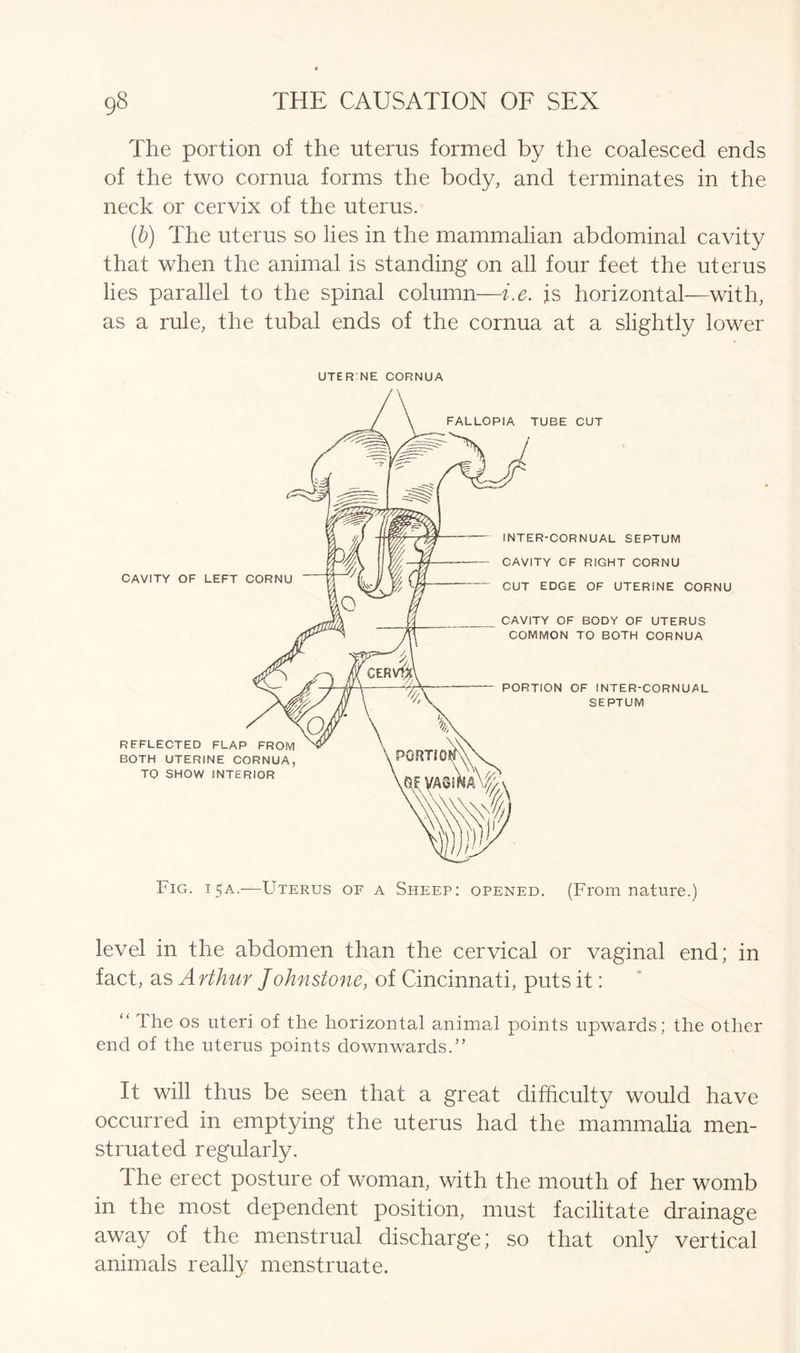 The portion of the uterus formed by the coalesced ends of the two cornua forms the body, and terminates in the neck or cervix of the uterus. (b) The uterus so lies in the mammalian abdominal cavity that when the animal is standing on all four feet the uterus lies parallel to the spinal column—i.e. js horizontal—with, as a rule, the tubal ends of the cornua at a slightly lower UTERNE CORNUA level in the abdomen than the cervical or vaginal end; in fact, as Arthur Johnstone, of Cincinnati, puts it: “ The os uteri of the horizontal animal points upwards; the other end of the uterus points downwards.” It will thus be seen that a great difficulty would have occurred in emptying the uterus had the mammalia men- struated regularly. The erect posture of woman, with the mouth of her womb in the most dependent position, must facilitate drainage away of the menstrual discharge; so that only vertical animals really menstruate.