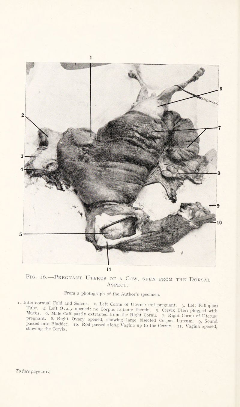 1 11 Fig. i6.—Pregnant Uterus of a Cow, seen from the Dorsal Aspect. From a photograph of the Author’s specimen. 1 Il!.tei,'COrnua| ^old and Slllcus- 2. Left Cornu of Uterus: not pregnant. 3. Left Fallopian tube. 4. Left Ovary opened: no Corpus Luteum therein. 5. Cervix Uteri plugged with lucus. 6. Male Calf partly extracted from the Right Cornu. 7. Right Cornu of Uterus: pregnant. 8. Right Ovary opened, showing large bisected Corpus Luteum. q. Sound passed into Bladder. 10. Rod passed along Vagina up to the Cervix, n. Vagina opened, showing the Cervix. ^ To face page 101.]