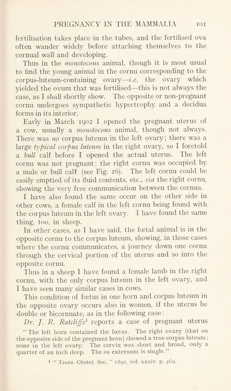 fertilisation takes place in the tubes, and the fertilised ova often wander widely before attaching themselves to the cornual wall and developing. Thus in the monotocous animal, though it is most usual to find the young animal in the cornu corresponding to the corpus-luteum-containing ovary—i.e. the ovary which yielded the ovum that was fertilised—this is not always the case, as I shall shortly show. The opposite or non-pregnant cornu undergoes sympathetic hypertrophy and a decidua forms in its interior. Early in March 1902 I opened the pregnant uterus of a cow, usually a monotocous animal, though not always. There was no corpus luteum in the left ovary; there was a large typical corpus luteum in the right ovary, so I foretold a bull calf before I opened the actual uterus. Ihe left cornu was not pregnant; the right cornu was occupied by a male or bull calf (see Fig. 16). The left cornu could be easily emptied of its fluid contents, etc., via the right cornu, showing the very free communication between the cornua. I have also found the same occur on the other side in other cows, a female calf in the left cornu being found with the corpus luteum in the left ovary. I have found the same thing, too, in sheep. In other cases, as I have said, the foetal animal is in the opposite cornu to the corpus luteum, showing, in those cases where the cornu communicates, a journey down one cornu through the cervical portion of the uterus and so into the opposite cornu. Thus in a sheep I have found a female lamb in the right cornu, with the only corpus luteum in the left ovary, and I have seen many similar cases in cows. This condition of foetus in one horn and corpus luteum in the opposite ovary occurs also in women, if the uterus be double or bicornuate, as in the following case: Dr. J. R. Ratcliffe1 reports a case of pregnant uterus “ The left horn contained the foetus. The right ovary (that on the opposite side of the pregnant horn) showed a true corpus luteum; none in the left ovary. The cervix was short and broad, only a quarter of an inch deep. The os externum is single.”