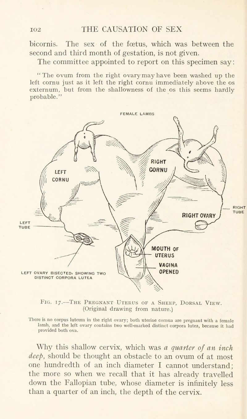bicornis. The sex of the foetus, which was between the second and third month of gestation, is not given. The committee appointed to report on this specimen say: “The ovum from the right ovary may have been washed up the left cornu just as it left the right cornu immediately above the os externum, but from the shallowness of the os this seems hardly probable.” FEMALE LAMBS Fig. 17.—The Pregnant Uterus of a Sheep, Dorsal View. (Original drawing from nature.) I here is no corpus luteum in the right ovary; both uterine cornua are pregnant with a female lamb, and the left ovary contains two well-marked distinct corpora lutea, because it had provided both ova. Why this shallow cervix, which was a quarter of an inch deep, should be thought an obstacle to an ovum of at most one hundredth of an inch diameter I cannot understand; the more so when we recall that it has already travelled down the Fallopian tube, whose diameter is inhnitely less than a quarter of an inch, the depth of the cervix.