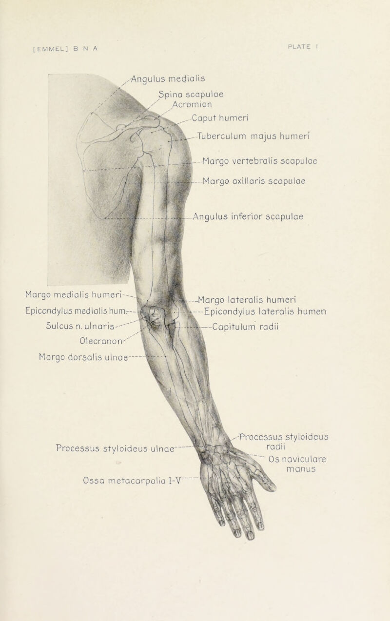 xAngulus medialis Spina scapulae Acromion Caput humeri Tuberculum majus humeri ---Margo vertebralis scapulae -—Margo axillaris scapulae Angulus inferior scapulae Margo medialis humeri'— Epicondylus medialis hum:-- Sulcus n. ulnaris-'' / Olecranon^ Margo dorsalis ulnae — Margo lateralis humeri -Epicondylus lateralis humeri -Capitulum radii Processus styloideus ulnae- Ossa metacarpalia I-V Processus styloideus radii Os naviculare manus