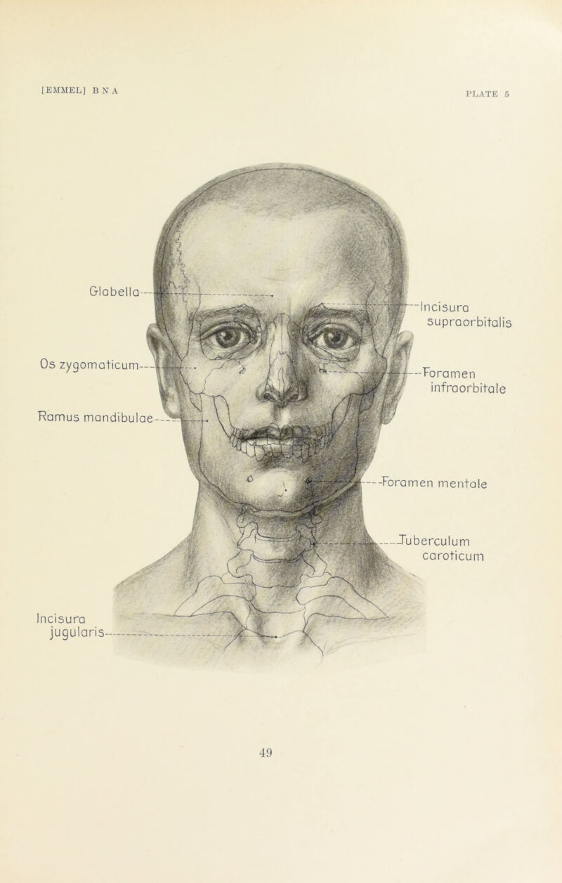 [EMMEL] BNA PLATE 5 Foramen mentale Glabella- Os zygomaticum— Ramus mandibulae —Juberculum caroticum Incisura jugularis- p “Incisura supraorbitalis --Foramen infraorbitale