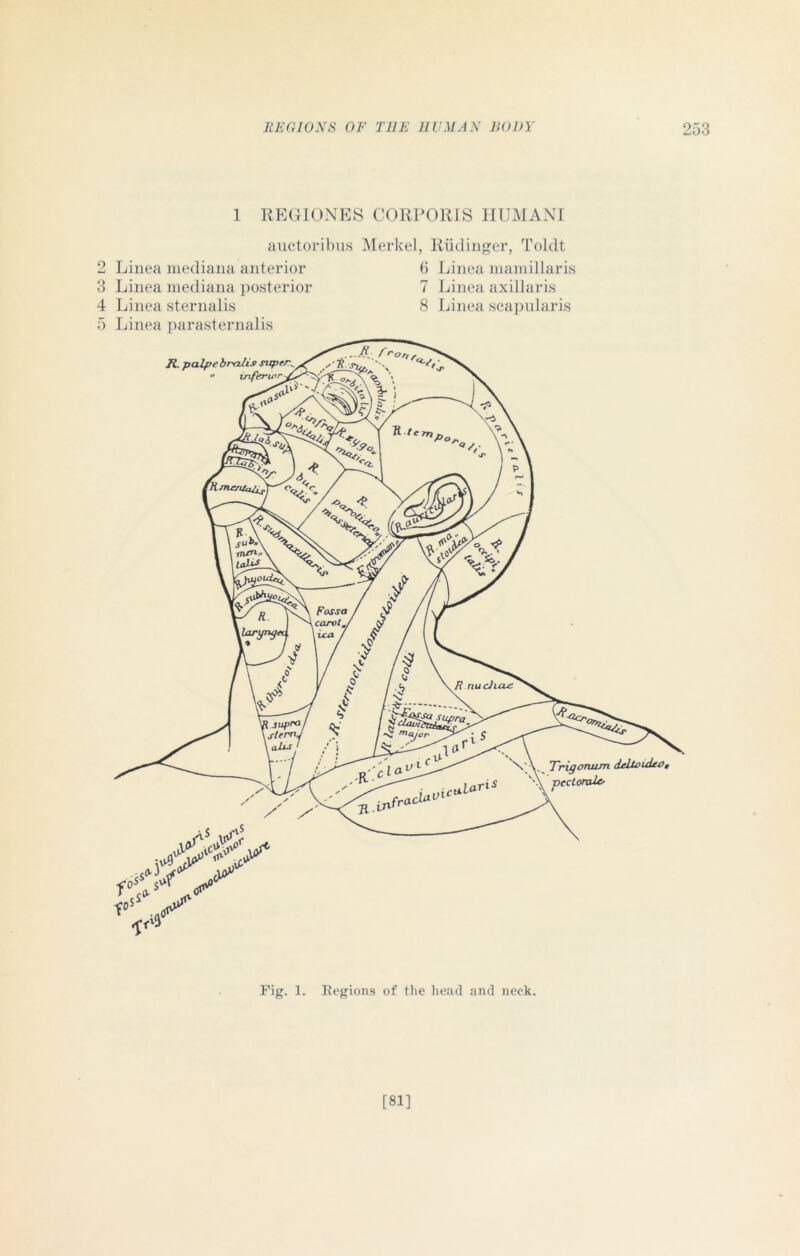 <m co m 1 REGIONES CORPORIS HUMANI auctoribus Merkel, Riidinger, Toldt Linea mediana anterior Linea mediana posterior Linea sternalis Linea parasternalis 6 Linea mamillaris 7 Linea axillaris 8 Linea scapularis Fig. 1. Regions of the head and neck. [81]