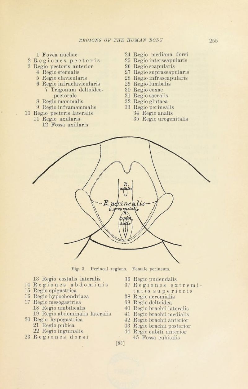 1 Fovea nuchae 2 Regiones pectoris 3 Regio pectoris anterior 4 Regio sternalis 5 Regio clavicularis 6 Regio infraclavicnlaris 7 Trigonum deltoideo- pectorale 8 Regio mammalis 9 Regio inframammalis 10 Regio pectoris lateralis 11 Regio axillaris 12 Fossa axillaris 24 Regio mediana dorsi 25 Regio interscapularis 26 Regio scapularis 27 Regio suprascapularis 28 Regio infrascapularis 29 Regio lumbalis 30 Regio coxae 31 Regio sacralis 32 Regio glutaea 33 Regio perinealis 34 Regio analis 35 Regio urogenitalis Fig. 3. Perineal regions. Female perineum. 13 Regio eostalis lateralis 14 Regiones abdominis 15 Regio epigastrica 16 Regio hypochondriaca 17 Regio mesogastrica 18 Regio umbilicalis 19 Regio abdominalis lateralis 20 Regio hypogastrica 21 Regio pubica 22 Regio inguinalis 23 R e g i o n e s dorsi 36 Regio pudendal is 37 Regiones extremi- tatis superior is 38 Regio acromialis 39 Regio deltoidea 40 Regio brachii lateralis 41 Regio brachii medialis 42 Regio brachii anterior 43 Regio brachii posterior 44 Regio cubiti anterior 45 Fossa cubit al is [83]