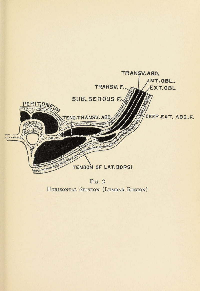 Fig. 2 Horizontal Section (Lumbar Region)