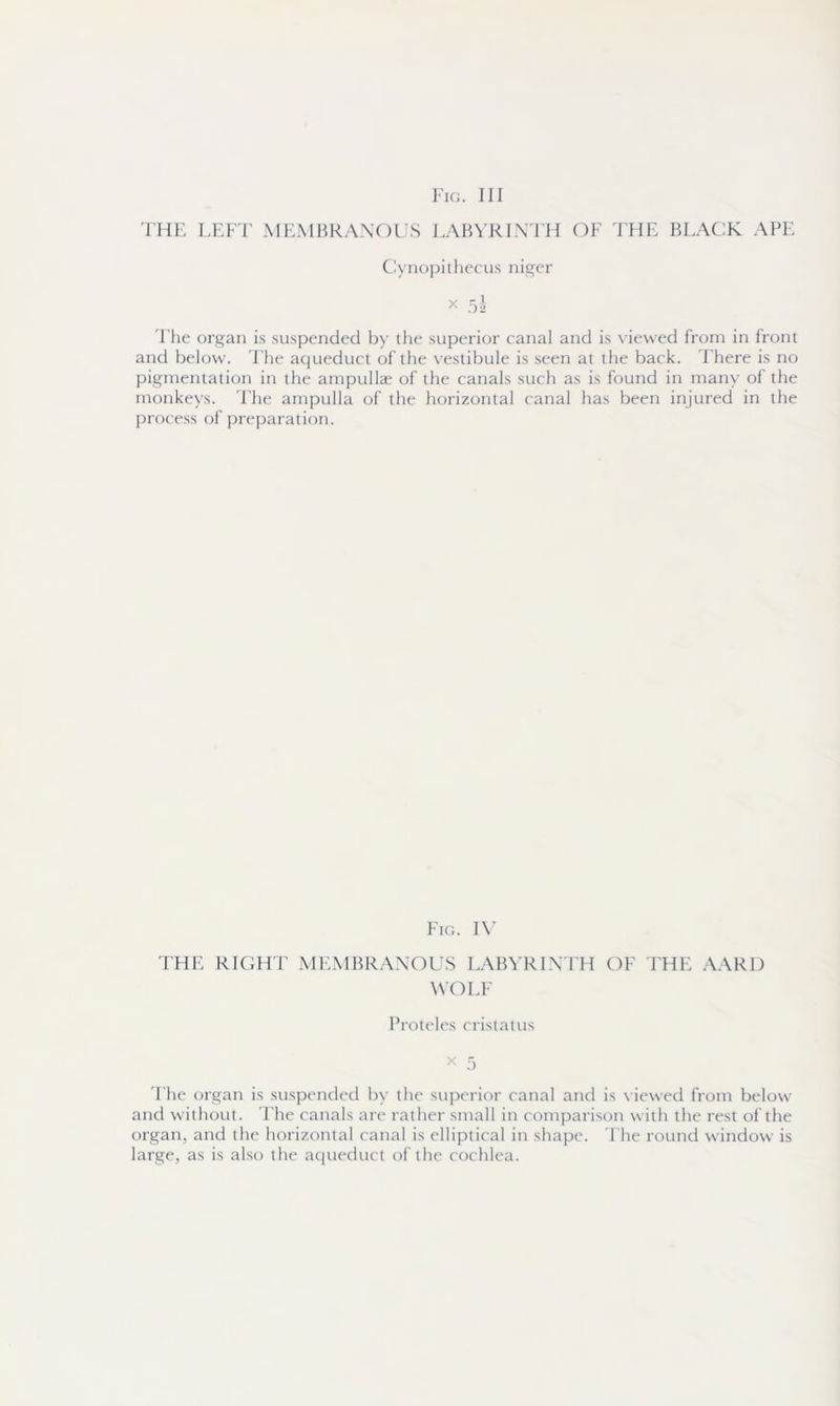 THE LEFT MEMBRANOUS LABYRINTH OF THE BLACK APE Cynopithecus niger x 5h The organ is suspended by the superior canal and is viewed from in front and below. The aqueduct of the vestibule is seen at the back. There is no pigmentation in the ampullae of the canals such as is found in many of the monkeys. Fhe ampulla of the horizontal canal has been injured in the process of preparation. Fig. IV THE RIGHT MEMBRANOUS LABYRINTH OF THE AARD WOLF Proteles cristatus x 5 The organ is suspended by the superior canal and is viewed from below and without. The canals are rather small in comparison with the rest of the organ, and the horizontal canal is elliptical in shape. The round window is large, as is also the aqueduct of the cochlea.