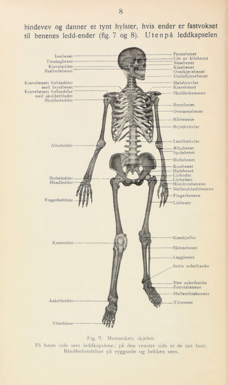 bindevev og danner et tynt hylster, hvis ender er fastvokset til benenes ledd-ender (fig. 7 og 8). U ten på leddkapselen Tåleddenc- Issebenet Tinningbenet Kjeveleddet Bakhodebenel Kravebenets förbindelse med brystbenet Kravebenets förbindelse med skulderbladet Skulderleddet Albuleddet Hofteleddet Håndleddet Fingerleddene Brystbenet Overarmsbenet Ribbenene Brysthvirvler Kneleddet Ankelleddet Kneskjcllct Skionebenet Leggbenct Indre ankelknokc Pannebenet Litt av kilebenet Nesebenet Kinnbenet Overkjevebenet Underkjevebenet Halshvirvler Kravebenet Skulderkammen Lendhvirvler Albubenet Spolebenet Hoftebcnet Korsbenet Halebenet L:\rhodet drotsbenene Mel lemhån dsbenene Fingerbenene Lårbenet Ytre ankelknoke Fotrotsbenene Mellemfot sben ene Tåbenene Fig. 9. Menneskets skjelett. På hoire side sees leddkapslene; på den venstre side er de tatt borl. Råndtorbindclscr på ryggsoile og bekketi sees.