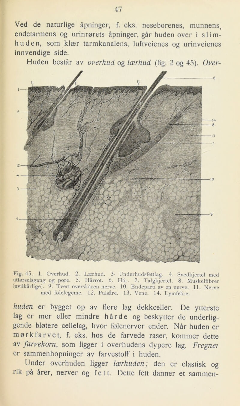 Ved de naturlige åpninger, f. eks. neseborenes, munnens, endetarmens og urinrörets åpninger, går huden over i slim- huden, som klaer tarmkanalens, luftveienes og urinveienes innvendige side. Huden består av överhud og leerhud (fig. 2 og 45). Over- Fig. 45. 1. Överhud. 2. Lserhud. 3- Underhudsfettlag. 4. Svedkjertel med utforselsgang og pore. 5. Hårrot. 6. Flår. 7. Talgkjertel. 8. Muskelfibrer (uvilkårlige). 9. Tvert overskåren nerve. 10. Endeparti av en nervc. 11. Nerve med folelegeme. 12. Pulsåre. 13. Vene. 14. Lymfeåre. huden er bygget op av flere lag dekkceller. De ytterste lag er mer eller mindre hårde og beskytter de underlig- gende blotere cellelag, hvor folenerver ender. Når huden er morkfarvet, f. eks. hos de farvede raser, kommer dette av farvekorn, som ligger i överhudens dypere lag. Fregnei er sammenhopninger av farvestoff i huden. Under överhuden ligger leerhuden; den er elastisk og rik på årer, nerver og fett. Dette fett danner et sammen-