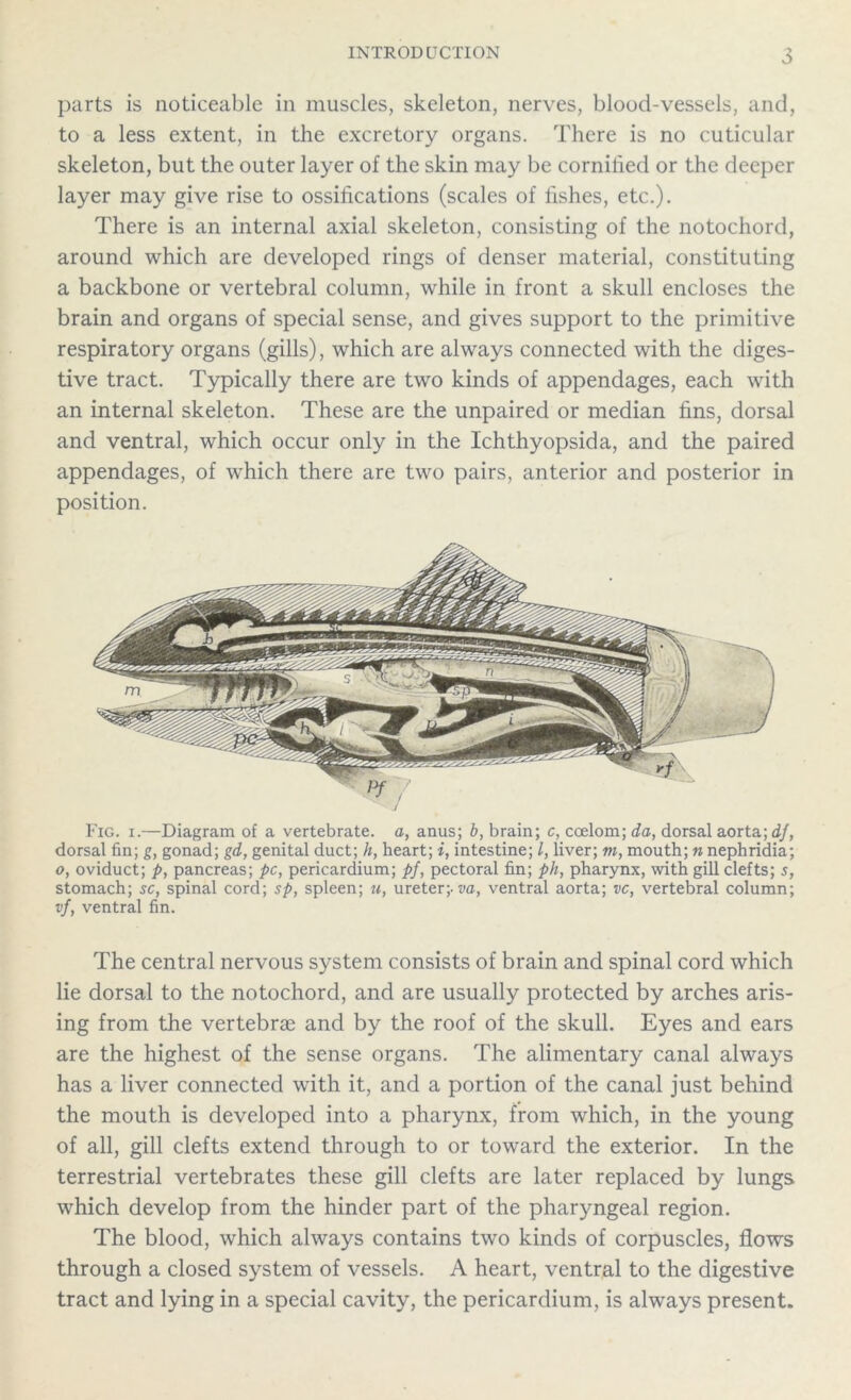 parts is noticeable in muscles, skeleton, nerves, blood-vessels, and, to a less extent, in the excretory organs. There is no cuticular skeleton, but the outer layer of the skin may be cornilied or the deeper layer may give rise to ossifications (scales of fishes, etc.). There is an internal axial skeleton, consisting of the notochord, around which are developed rings of denser material, constituting a backbone or vertebral column, while in front a skull encloses the brain and organs of special sense, and gives support to the primitive respiratory organs (gills), which are always connected with the diges- tive tract. Typically there are two kinds of appendages, each with an internal skeleton. These are the unpaired or median fins, dorsal and ventral, which occur only in the Ichthyopsida, and the paired appendages, of which there are two pairs, anterior and posterior in position. Fig. i.—Diagram of a vertebrate, a, anus; b, brain; c, coelom; da, dorsal aorta; dj, dorsal fin; g, gonad; gd, genital duct; h, heart; i, intestine; l, liver; m, mouth; n nephridia; o, oviduct; p, pancreas; pc, pericardium; pf, pectoral fin; ph, pharynx, with gill clefts; s, stomach; sc, spinal cord; sp, spleen; u, ureter;, va, ventral aorta; vc, vertebral column; vf, ventral fin. The central nervous system consists of brain and spinal cord which lie dorsal to the notochord, and are usually protected by arches aris- ing from the vertebrae and by the roof of the skull. Eyes and ears are the highest of the sense organs. The alimentary canal always has a liver connected with it, and a portion of the canal just behind the mouth is developed into a pharynx, from which, in the young of all, gill clefts extend through to or toward the exterior. In the terrestrial vertebrates these gill clefts are later replaced by lungs which develop from the hinder part of the pharyngeal region. The blood, which always contains two kinds of corpuscles, flows through a closed system of vessels. A heart, ventral to the digestive tract and lying in a special cavity, the pericardium, is always present.