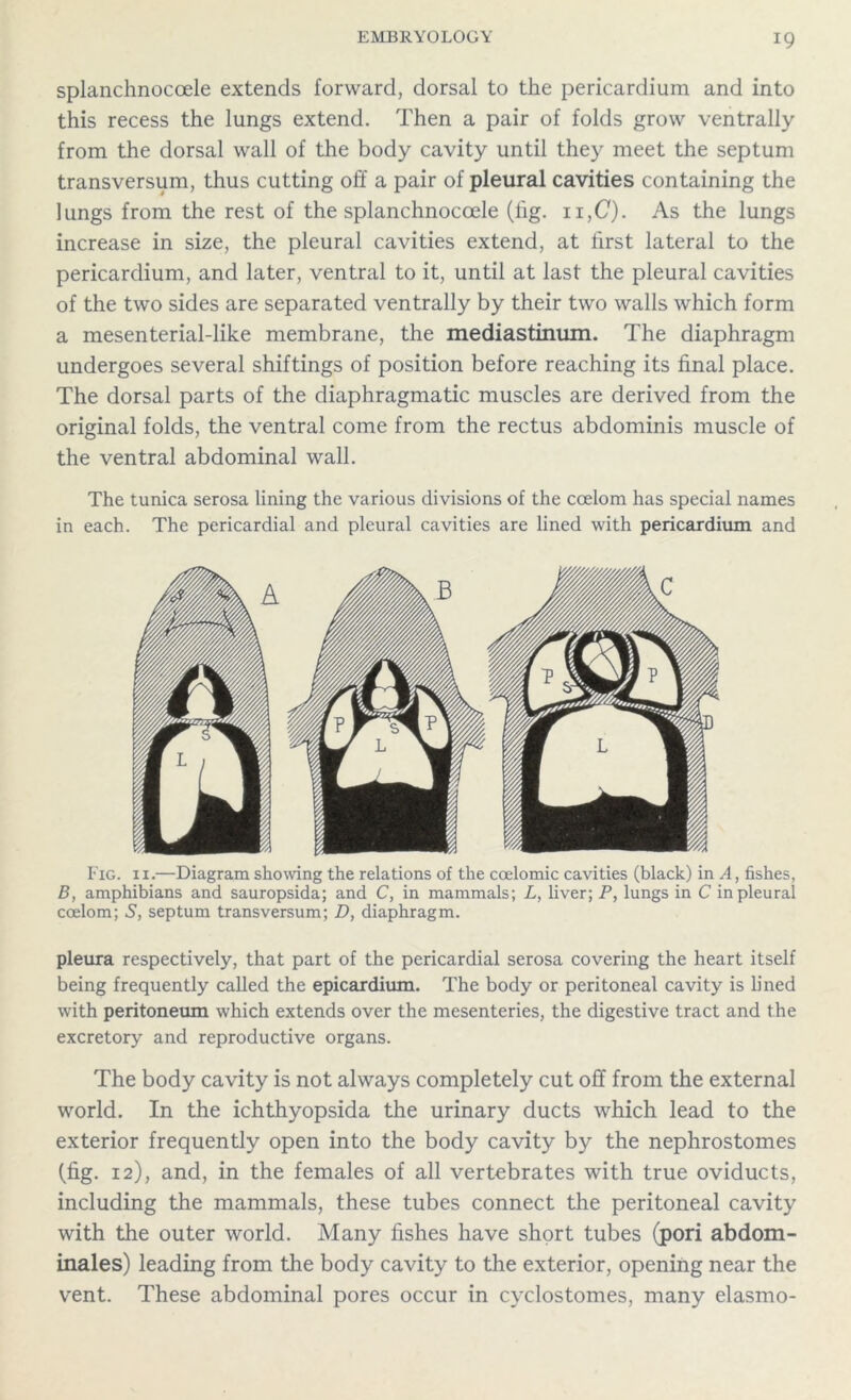 splanchnocoele extends forward, dorsal to the pericardium and into this recess the lungs extend. Then a pair of folds grow ventrally from the dorsal wall of the body cavity until they meet the septum transversum, thus cutting off a pair of pleural cavities containing the lungs from the rest of the splanchnocoele (fig. ii,C). As the lungs increase in size, the pleural cavities extend, at first lateral to the pericardium, and later, ventral to it, until at last the pleural cavities of the two sides are separated ventrally by their two walls which form a mesenterial-like membrane, the mediastinum. The diaphragm undergoes several shiftings of position before reaching its final place. The dorsal parts of the diaphragmatic muscles are derived from the original folds, the ventral come from the rectus abdominis muscle of the ventral abdominal wall. The tunica serosa lining the various divisions of the coelom has special names in each. The pericardial and pleural cavities are lined with pericardium and Fig. 11.—Diagram showing the relations of the coelomic cavities (black) in A, fishes, B, amphibians and sauropsida; and C, in mammals; L, liver; P, lungs in C in pleural coelom; 5, septum transversum; D, diaphragm. pleura respectively, that part of the pericardial serosa covering the heart itself being frequently called the epicardium. The body or peritoneal cavity is lined with peritoneum which extends over the mesenteries, the digestive tract and the excretory and reproductive organs. The body cavity is not always completely cut off from the external world. In the ichthyopsida the urinary ducts which lead to the exterior frequently open into the body cavity by the nephrostomes (fig. 12), and, in the females of all vertebrates with true oviducts, including the mammals, these tubes connect the peritoneal cavity with the outer world. Many fishes have short tubes (pori abdom- inales) leading from the body cavity to the exterior, opening near the vent. These abdominal pores occur in cyclostomes, many elasmo-