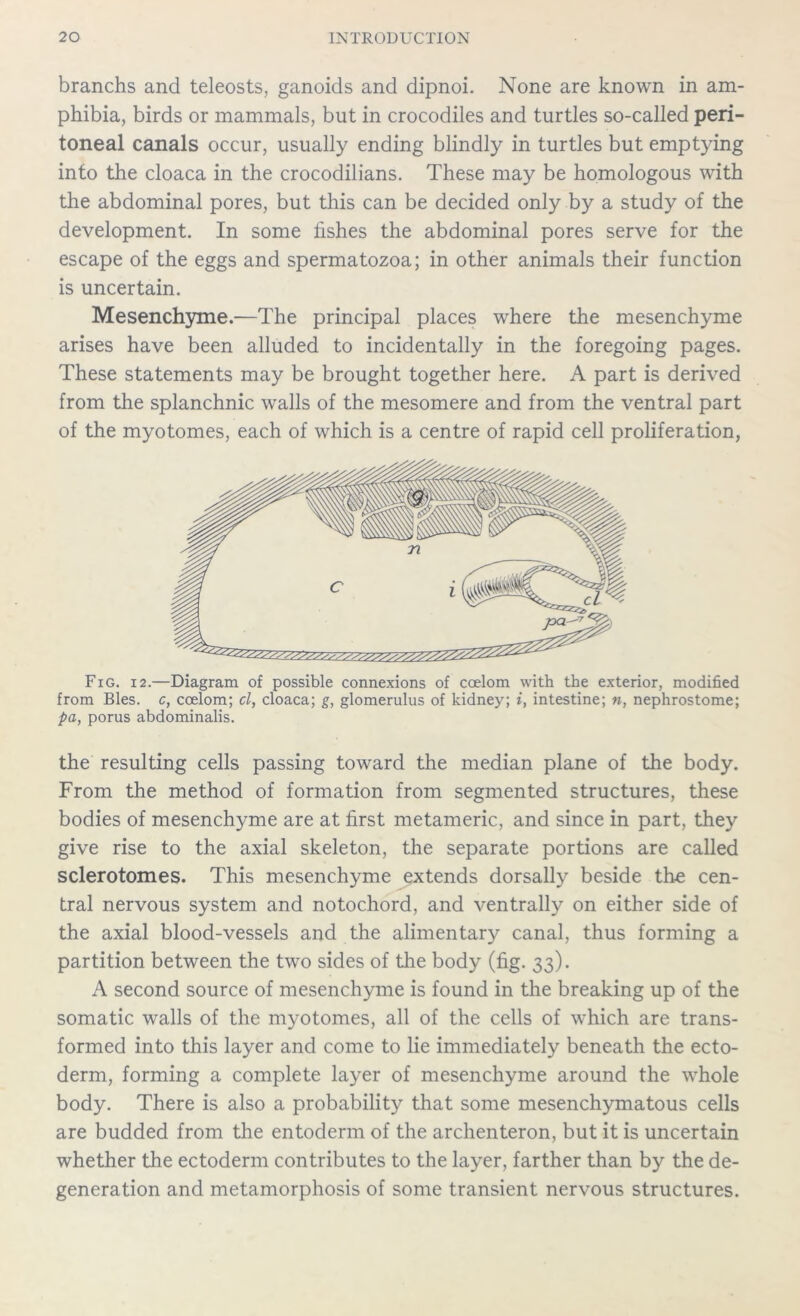 branchs and teleosts, ganoids and dipnoi. None are known in am- phibia, birds or mammals, but in crocodiles and turtles so-called peri- toneal canals occur, usually ending blindly in turtles but emptying into the cloaca in the crocodilians. These may be homologous with the abdominal pores, but this can be decided only by a study of the development. In some fishes the abdominal pores serve for the escape of the eggs and spermatozoa; in other animals their function is uncertain. Mesenchyme.—The principal places where the mesenchyme arises have been alluded to incidentally in the foregoing pages. These statements may be brought together here. A part is derived from the splanchnic walls of the mesomere and from the ventral part of the myotomes, each of which is a centre of rapid cell proliferation, Fig. 12.—Diagram of possible connexions of coelom with the exterior, modified from Bles. c, coelom; cl, cloaca; g, glomerulus of kidney; i, intestine; n, nephrostome; pa, porus abdominalis. the resulting cells passing toward the median plane of the body. From the method of formation from segmented structures, these bodies of mesenchyme are at first metameric, and since in part, they give rise to the axial skeleton, the separate portions are called sclerotomes. This mesenchyme extends dorsally beside the cen- tral nervous system and notochord, and ventrally on either side of the axial blood-vessels and the alimentary canal, thus forming a partition between the two sides of the body (fig. 33). A second source of mesenchyme is found in the breaking up of the somatic walls of the myotomes, all of the cells of which are trans- formed into this layer and come to lie immediately beneath the ecto- derm, forming a complete layer of mesenchyme around the whole body. There is also a probability that some mesenchymatous cells are budded from the entoderm of the archenteron, but it is uncertain whether the ectoderm contributes to the layer, farther than by the de- generation and metamorphosis of some transient nervous structures.