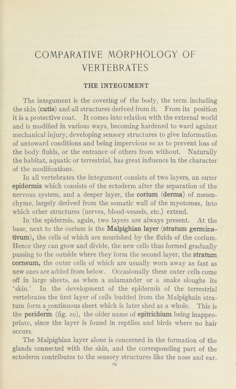 COMPARATIVE MORPHOLOGY OF VERTEBRATES THE INTEGUMENT The integument is the covering of the body, the term including the skin (cutis) and all structures derived from it. From its position it is a protective coat. It comes into relation with the external world and is modified in various ways, becoming hardened to ward against mechanical injury, developing sensory structures to give information of untoward conditions and being impervious so as to prevent loss of the body fluids, or the entrance of others from without. Naturally the habitat, aquatic or terrestrial, has great influence in the character of the modifications. In all vertebrates the integument consists of two layers, an outer epidermis which consists of the ectoderm after the separation of the nervous system, and a deeper layer, the corium (derma) of mesen- chyme, largely derived from the somatic wall of the myotomes, into which other structures (nerves, blood-vessels, etc.) extend. In the epidermis, again, two layers are always present. At the base, next to the corium is the Malpighian layer (stratum germina- tivum), the cells of which are nourished by the fluids of the corium. Hence they can grow and divide, the new cells thus formed gradually passing to the outside where they form the second layer, the stratum comeum, the outer cells of which are usually worn away as fast as new ones are added from below. Occasionally these outer cells come off in large sheets, as when a salamander or a snake sloughs its ‘skin.’ In the development of the epidermis of the terrestrial vertebrates the first layer of cells budded from the Malpighain stra- tum form a continuous sheet which is later shed as a whole. This is the periderm (fig. 20), the older name of epitrichium being inappro- priate, since the layer is found in reptiles and birds where no hair occurs. The Malpighian layer alone is concerned in the formation of the glands connected with the skin, and the corresponding part of the ectoderm contributes to the sensory structures like the nose and ear.