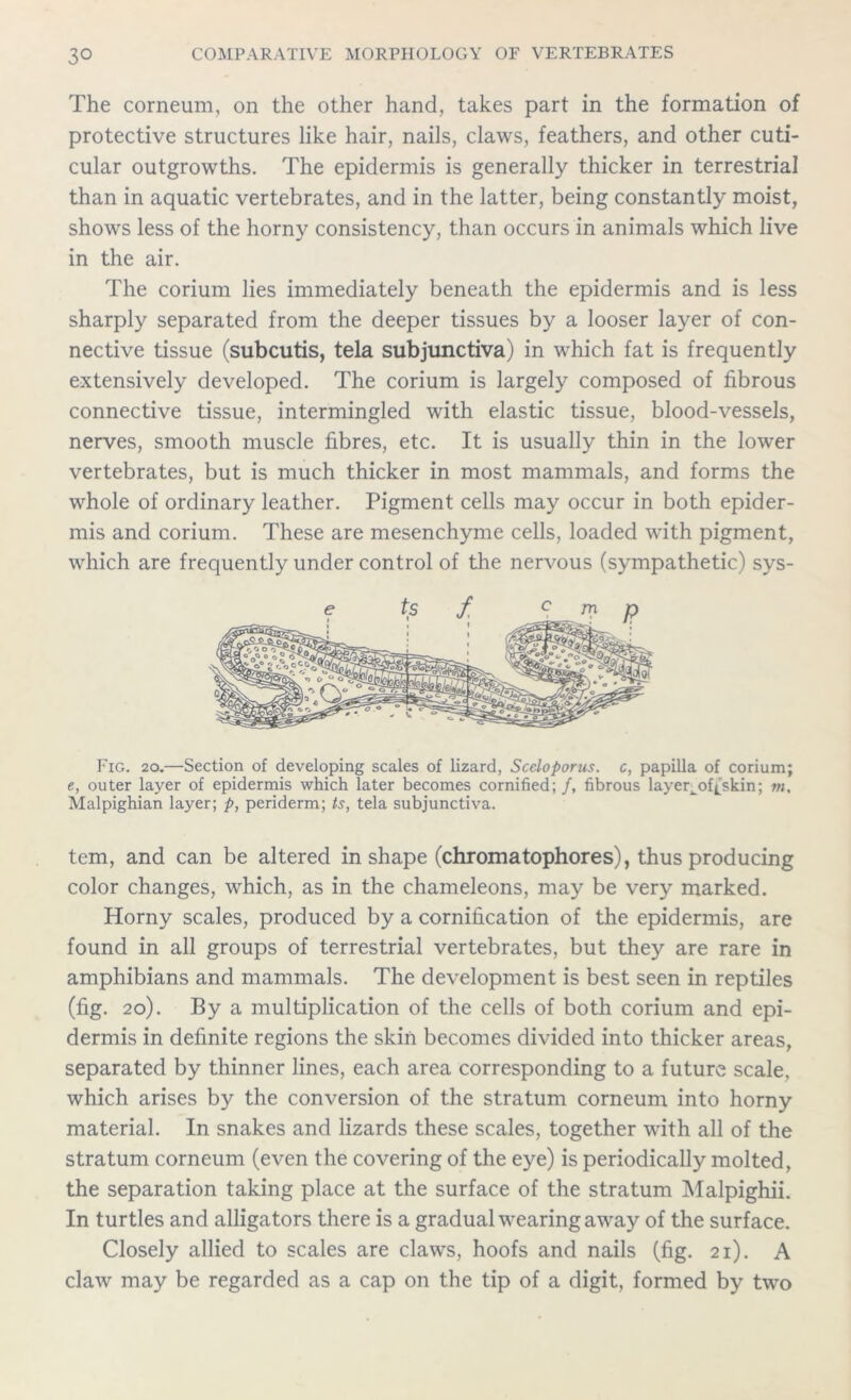 The corneum, on the other hand, takes part in the formation of protective structures like hair, nails, claws, feathers, and other cuti- cular outgrowths. The epidermis is generally thicker in terrestrial than in aquatic vertebrates, and in the latter, being constantly moist, shows less of the horny consistency, than occurs in animals which live in the air. The corium lies immediately beneath the epidermis and is less sharply separated from the deeper tissues by a looser layer of con- nective tissue (subcutis, tela subjunctiva) in which fat is frequently extensively developed. The corium is largely composed of fibrous connective tissue, intermingled with elastic tissue, blood-vessels, nerves, smooth muscle fibres, etc. It is usually thin in the lower vertebrates, but is much thicker in most mammals, and forms the whole of ordinary leather. Pigment cells may occur in both epider- mis and corium. These are mesenchyme cells, loaded with pigment, which are frequently under control of the nervous (sympathetic) sys- Fig. 20.—Section of developing scales of lizard, Sceloporus. c, papilla of corium; e, outer layer of epidermis which later becomes cornified; /, fibrous layer^offskin; m, Malpighian layer; p, periderm; ts, tela subjunctiva. tern, and can be altered in shape (chromatophores), thus producing color changes, which, as in the chameleons, may be very marked. Horny scales, produced by a cornification of the epidermis, are found in all groups of terrestrial vertebrates, but they are rare in amphibians and mammals. The development is best seen in reptiles (fig. 20). By a multiplication of the cells of both corium and epi- dermis in definite regions the skin becomes divided into thicker areas, separated by thinner lines, each area corresponding to a future scale, which arises by the conversion of the stratum corneum into horny material. In snakes and lizards these scales, together with all of the stratum corneum (even the covering of the eye) is periodically molted, the separation taking place at the surface of the stratum Malpighii. In turtles and alligators there is a gradual wearing away of the surface. Closely allied to scales are claws, hoofs and nails (fig. 21). A claw may be regarded as a cap on the tip of a digit, formed by two