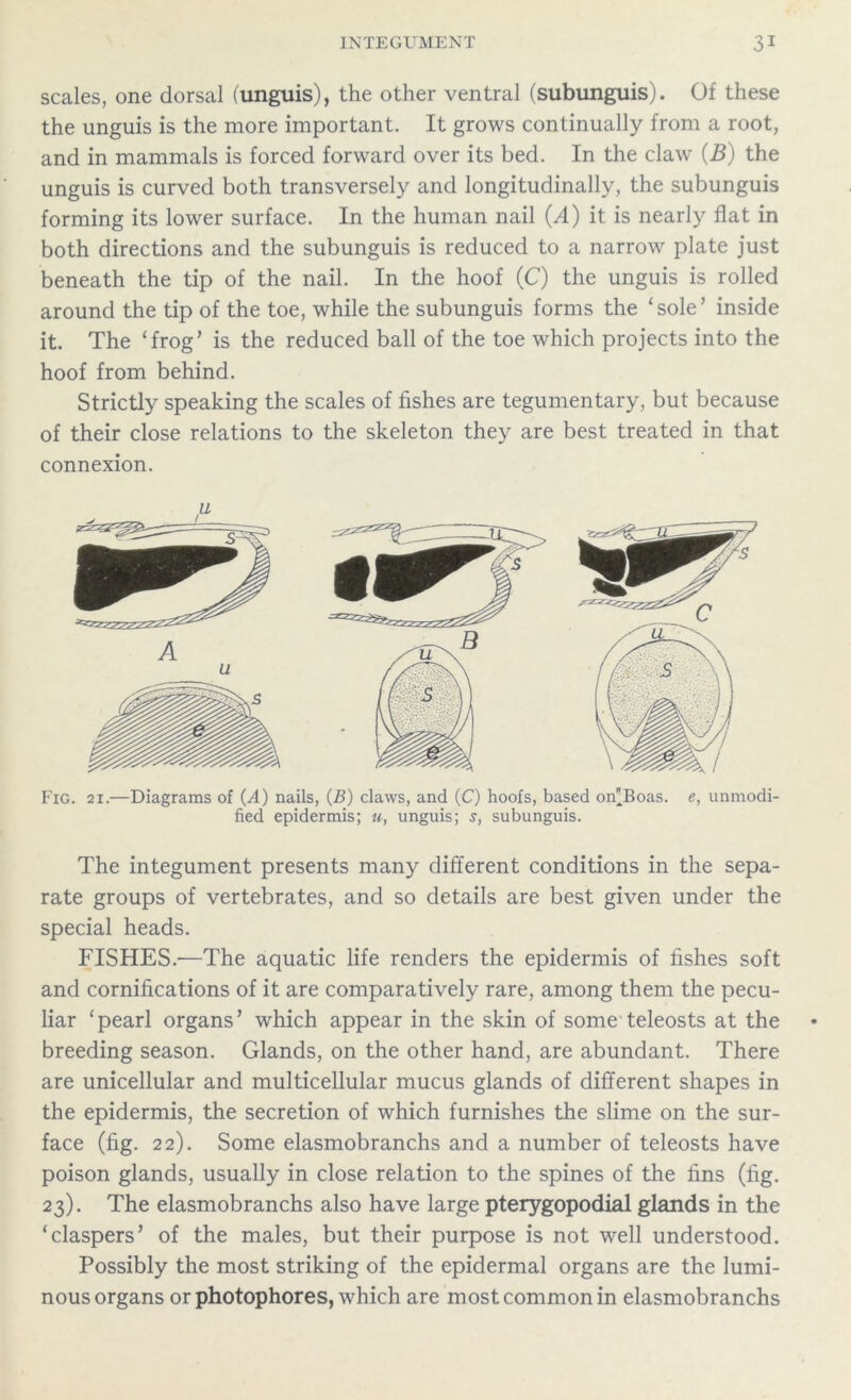 scales, one dorsal (unguis), the other ventral (subunguis). Of these the unguis is the more important. It grows continually from a root, and in mammals is forced forward over its bed. In the claw (B) the unguis is curved both transversely and longitudinally, the subunguis forming its lower surface. In the human nail (A) it is nearly flat in both directions and the subunguis is reduced to a narrow plate just beneath the tip of the nail. In the hoof (C) the unguis is rolled around the tip of the toe, while the subunguis forms the ‘sole’ inside it. The ‘frog’ is the reduced ball of the toe which projects into the hoof from behind. Strictly speaking the scales of fishes are tegumentary, but because of their close relations to the skeleton they are best treated in that connexion. fied epidermis; u, unguis; s, subunguis. The integument presents many different conditions in the sepa- rate groups of vertebrates, and so details are best given under the special heads. FISHES.—The aquatic life renders the epidermis of fishes soft and cornifications of it are comparatively rare, among them the pecu- liar ‘pearl organs’ which appear in the skin of some teleosts at the breeding season. Glands, on the other hand, are abundant. There are unicellular and multicellular mucus glands of different shapes in the epidermis, the secretion of which furnishes the slime on the sur- face (fig. 22). Some elasmobranchs and a number of teleosts have poison glands, usually in close relation to the spines of the fins (fig. 23). The elasmobranchs also have large pterygopodial glands in the ‘claspers’ of the males, but their purpose is not well understood. Possibly the most striking of the epidermal organs are the lumi- nous organs or photophores, which are most common in elasmobranchs