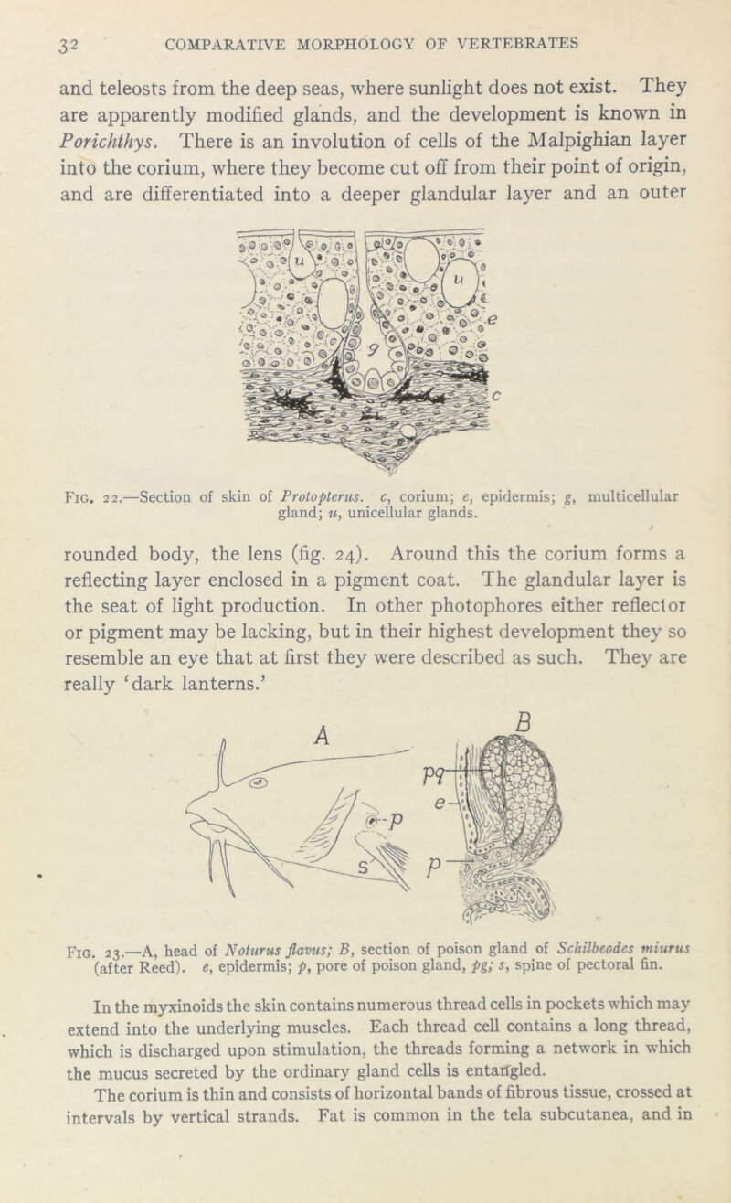 and teleosts from the deep seas, where sunlight does not exist. They are apparently modified glands, and the development is known in Porichthys. There is an involution of cells of the Malpighian layer into the corium, where they become cut off from their point of origin, and are differentiated into a deeper glandular layer and an outer Fig. 22.—Section of skin of Protopterus. c, corium; e, epidermis; g, multicellular gland; u, unicellular glands. / rounded body, the lens (fig. 24). Around this the corium forms a reflecting layer enclosed in a pigment coat. The glandular layer is the seat of light production. In other photophores either reflector or pigment may be lacking, but in their highest development they so resemble an eye that at first they were described as such. They are really 'dark lanterns.’ Fig. 23.—A, head of Notnrus flavus; B, section of poison gland of Schilbeodes miurus (after Reed), e, epidermis; p, pore of poison gland, pg; s, spine of pectoral fin. In the myxinoids the skin contains numerous thread cells in pockets which may extend into the underlying muscles. Each thread cell contains a long thread, which is discharged upon stimulation, the threads forming a network in which the mucus secreted by the ordinary gland cells is entangled. The corium is thin and consists of horizontal bands of fibrous tissue, crossed at intervals by vertical strands. Fat is common in the tela subcutanea, and in