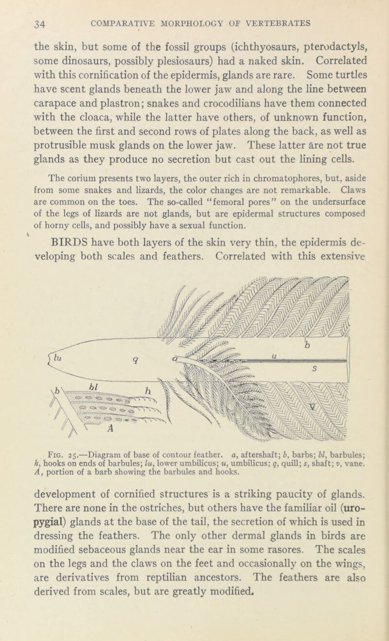the skin, but some of the fossil groups (ichthyosaurs, pterodactyls, some dinosaurs, possibly plesiosaurs) had a naked skin. Correlated with this cornification of the epidermis, glands are rare. Some turtles have scent glands beneath the lower jaw and along the line between carapace and plastron; snakes and crocodilians have them connected with the cloaca, while the latter have others, of unknown function, between the first and second rows of plates along the back, as well as protrusible musk glands on the lower jaw. These latter are not true glands as they produce no secretion but cast out the lining cells. The corium presents two layers, the outer rich in chromatophores, but, aside from some snakes and lizards, the color changes are not remarkable. Claws are common on the toes. The so-called “femoral pores” on the undersurface of the legs of lizards are not glands, but are epidermal structures composed of horny cells, and possibly have a sexual function. BIRDS have both layers of the skin very thin, the epidermis de- veloping both scales and feathers. Correlated with this extensive Fig. 25.—Diagram of base of contour feather, a, aftershaft; b, barbs; bl, barbules; h, hooks on ends of barbules; lu, lower umbilicus; u, umbilicus; q, quill; s, shaft; v, vane. A, portion of a barb showing the barbules and hooks. development of cornified structures is a striking paucity of glands. There are none in the ostriches, but others have the familiar oil (uro- pygial) glands at the base of the tail, the secretion of which is used in dressing the feathers. The only other dermal glands in birds are modified sebaceous glands near the ear in some rasores. The scales on the legs and the claws on the feet and occasionally on the wings, are derivatives from reptilian ancestors. The feathers are also derived from scales, but are greatly modified.