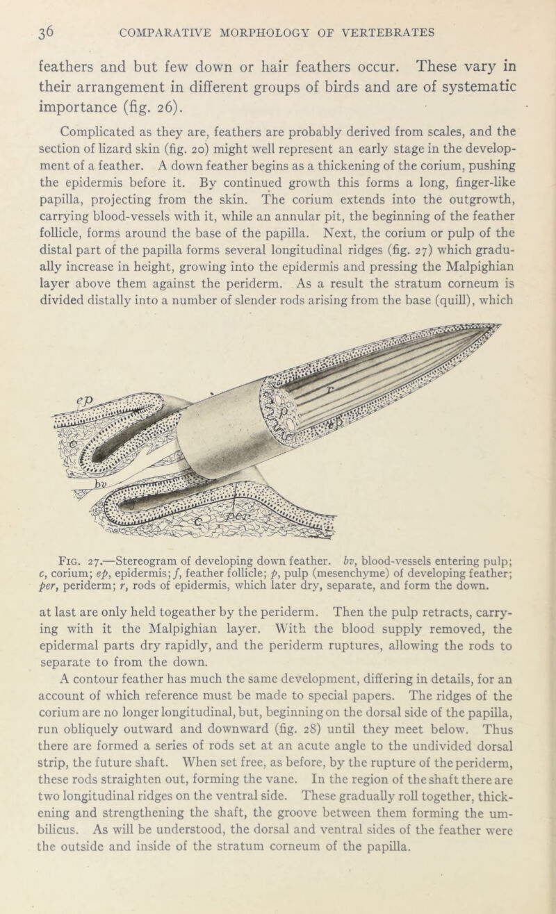 feathers and but few down or hair feathers occur. These vary in their arrangement in different groups of birds and are of systematic importance (fig. 26). Complicated as they are, feathers are probably derived from scales, and the section of lizard skin (fig. 20) might well represent an early stage in the develop- ment of a feather. A down feather begins as a thickening of the corium, pushing the epidermis before it. By continued growth this forms a long, finger-like papilla, projecting from the skin. The corium extends into the outgrowth, carrying blood-vessels with it, while an annular pit, the beginning of the feather follicle, forms around the base of the papilla. Next, the corium or pulp of the distal part of the papilla forms several longitudinal ridges (fig. 27) which gradu- ally increase in height, growing into the epidermis and pressing the Malpighian layer above them against the periderm. As a result the stratum corneum is divided distally into a number of slender rods arising from the base (quill), which Fig. 27.—Stereogram of developing down feather, bv, blood-vessels entering pulp; c, corium; ep, epidermis;/, feather follicle; p, pulp (mesenchyme) of developing feather; per, periderm; r, rods of epidermis, which later dry, separate, and form the down. at last are only held togeather by the periderm. Then the pulp retracts, carry- ing with it the Malpighian layer. With the blood supply removed, the epidermal parts dry rapidly, and the periderm ruptures, allowing the rods to separate to from the down. A contour feather has much the same development, differing in details, for an account of which reference must be made to special papers. The ridges of the corium are no longer longitudinal, but, beginning on the dorsal side of the papilla, run obliquely outward and downward (fig. 28) until they meet below. Thus there are formed a series of rods set at an acute angle to the undivided dorsal strip, the future shaft. When set free, as before, by the rupture of the periderm, these rods straighten out, forming the vane. In the region of the shaft there are two longitudinal ridges on the ventral side. These gradually roll together, thick- ening and strengthening the shaft, the groove between them forming the um- bilicus. As will be understood, the dorsal and ventral sides of the feather were the outside and inside of the stratum corneum of the papilla.