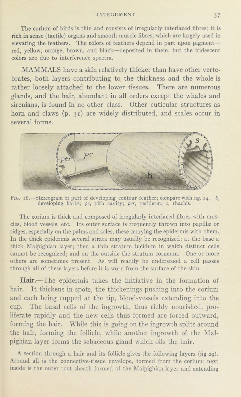 The corium of birds is thin and consists of irregularly interlaced fibres; it is rich in sense (tactile) organs and smooth muscle fibres, which are largely used in elevating the feathers. The colors of feathers depend in part upon pigment— red, yellow, orange, brown, and black—deposited in them, but the iridescent colors are due to interference spectra. MAMMALS have a skin relatively thicker than have other verte- brates, both layers contributing to the thickness and the whole is rather loosely attached to the lower tissues. There are numerous glands, and the hair, abundant in all orders except the whales and sirenians, is found in no other class. Other cuticular structures as horn and claws (p. 31) are widely distributed, and scales occur in several forms. Fig. 28.—Stereogram of part of developing contour feather; compare with fig. 24. b, developing barbs; pc, pith cavity; per, periderm; s, rhachis. The corium is thick and composed of irregularly interlaced fibres with mus- cles, blood vessels, etc. Its outer surface is frequently thrown into papillae or ridges, especially on the palms and soles, these carrying the epidermis with them. In the thick epidermis several strata may usually be recognized: at the base a thick Malpighian layer; then a thin stratum lucidum in which distinct cells cannot be recognized; and on the outside the stratum corneum. One or more others are sometimes present. As will readily be understood a cell passes through all of these layers before it is worn from the surface of the skin. Hair.—The epidermis takes the initiative in the formation of hair. It thickens in spots, the thickenings pushing into the corium and each being cupped at the tip, blood-vessels extending into the cup. The basal cells of the ingrowth, thus richly nourished, pro- liferate rapidly and the new cells thus formed are forced outward, forming the hair. While this is going on the ingrowth splits around the hair, forming the follicle, while another ingrowth of the Mal- pighian layer forms the sebaceous gland which oils the hair. A section through a hair and its follicle gives the following layers (fig 29). Around all is the connective-tissue envelope, formed from the corium; next inside is the outer root sheath formed of the Malpighian layer and extending