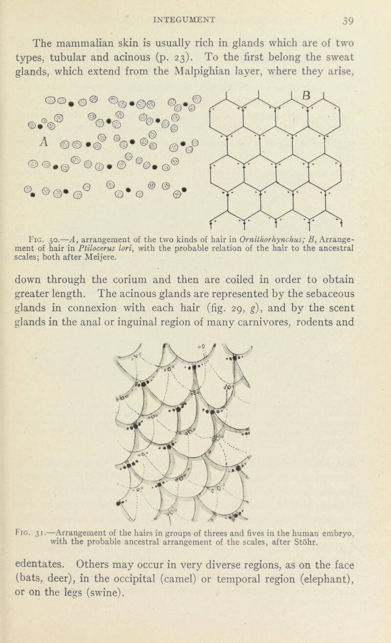 The mammalian skin is usually rich in glands which are of two types, tubular and acinous (p. 23). To the first belong the sweat glands, which extend from the Malpighian layer, where they arise, Fig. 30.—A, arrangement of the two kinds of hair in Ornithorhynchus; B, Arrange- ment of hair in Ptilocerus lori, with the probable relation of the hair to the ancestral scales; both after Meijere. down through the corium and then are coiled in order to obtain greater length. The acinous glands are represented by the sebaceous glands in connexion with each hair (fig. 29, g), and by the scent glands in the anal or inguinal region of many carnivores, rodents and Fig. 31.—Arrangement of the hairs in groups of threes and fives in the human embryo, with the probable ancestral arrangement of the scales, after Stohr. edentates. Others may occur in very diverse regions, as on the face (bats, deer), in the occipital (camel) or temporal region (elephant), or on the legs (swine).