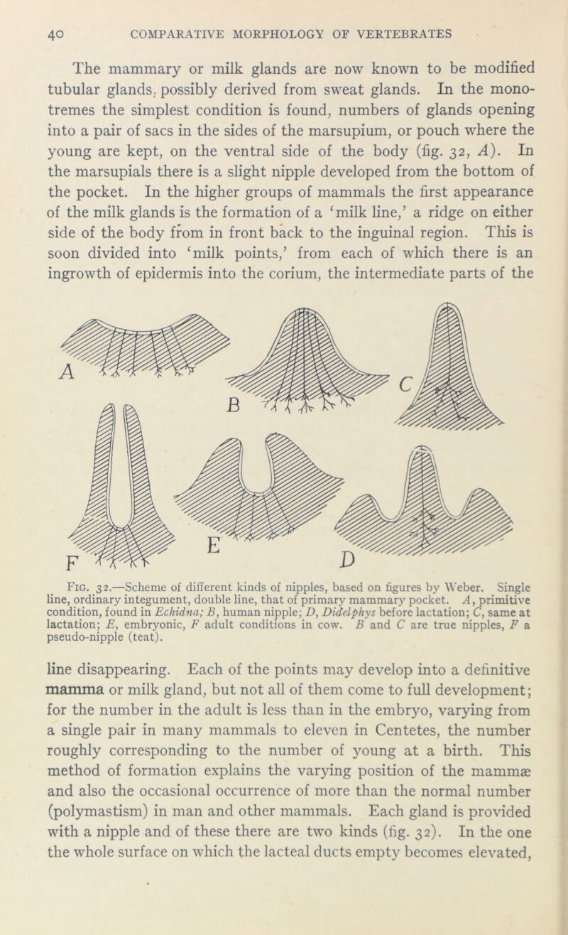 The mammary or milk glands are now known to be modified tubular glands, possibly derived from sweat glands. In the mono- tremes the simplest condition is found, numbers of glands opening into a pair of sacs in the sides of the marsupium, or pouch where the young are kept, on the ventral side of the body (fig. 32, A). In the marsupials there is a slight nipple developed from the bottom of the pocket. In the higher groups of mammals the first appearance of the milk glands is the formation of a ‘milk line,’ a ridge on either side of the body from in front back to the inguinal region. This is soon divided into ‘milk points,’ from each of which there is an ingrowth of epidermis into the corium, the intermediate parts of the Fig. 32.—Scheme of different kinds of nipples, based on figures by Weber. Single line, ordinary integument, double line, that of primary mammary pocket. A, primitive condition, found in Echidna; B, human nipple; D, Didelphys before lactation; C, same at lactation; E, embryonic, F adult conditions in cow. B and C are true nipples, F a pseudo-nipple (teat). line disappearing. Each of the points may develop into a definitive mamma or milk gland, but not all of them come to full development; for the number in the adult is less than in the embryo, varying from a single pair in many mammals to eleven in Centetes, the number roughly corresponding to the number of young at a birth. This method of formation explains the varying position of the mammae and also the occasional occurrence of more than the normal number (polymastism) in man and other mammals. Each gland is provided with a nipple and of these there are two kinds (fig. 32). In the one the whole surface on which the lacteal ducts empty becomes elevated,