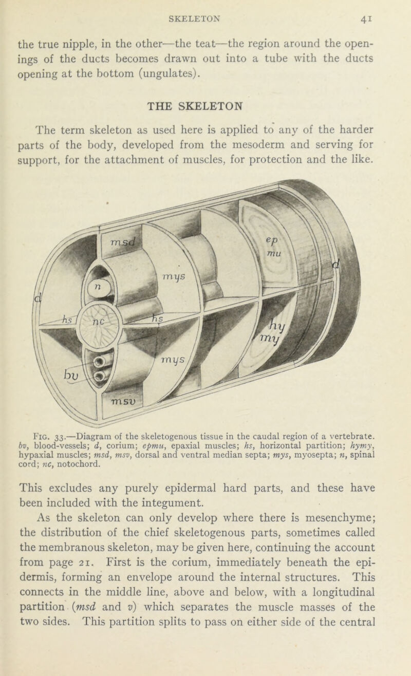 the true nipple, in the other—the teat—the region around the open- ings of the ducts becomes drawn out into a tube with the ducts opening at the bottom (ungulates). THE SKELETON The term skeleton as used here is applied to any of the harder parts of the body, developed from the mesoderm and serving for support, for the attachment of muscles, for protection and the like. Fig. 33.—Diagram of the skeletogenous tissue in the caudal region of a vertebrate. bv, blood-vessels; d, corium; epmti, epaxial muscles; hs, horizontal partition; hymy, hypaxial muscles; msd, msv, dorsal and ventral median septa; mys, myosepta; n, spinal cord; nc, notochord. This excludes any purely epidermal hard parts, and these have been included with the integument. As the skeleton can only develop where there is mesenchyme; the distribution of the chief skeletogenous parts, sometimes called the membranous skeleton, may be given here, continuing the account from page 21. First is the corium, immediately beneath the epi- dermis, forming an envelope around the internal structures. This connects in the middle line, above and below, with a longitudinal partition (msd and v) which separates the muscle masses of the two sides. This partition splits to pass on either side of the central
