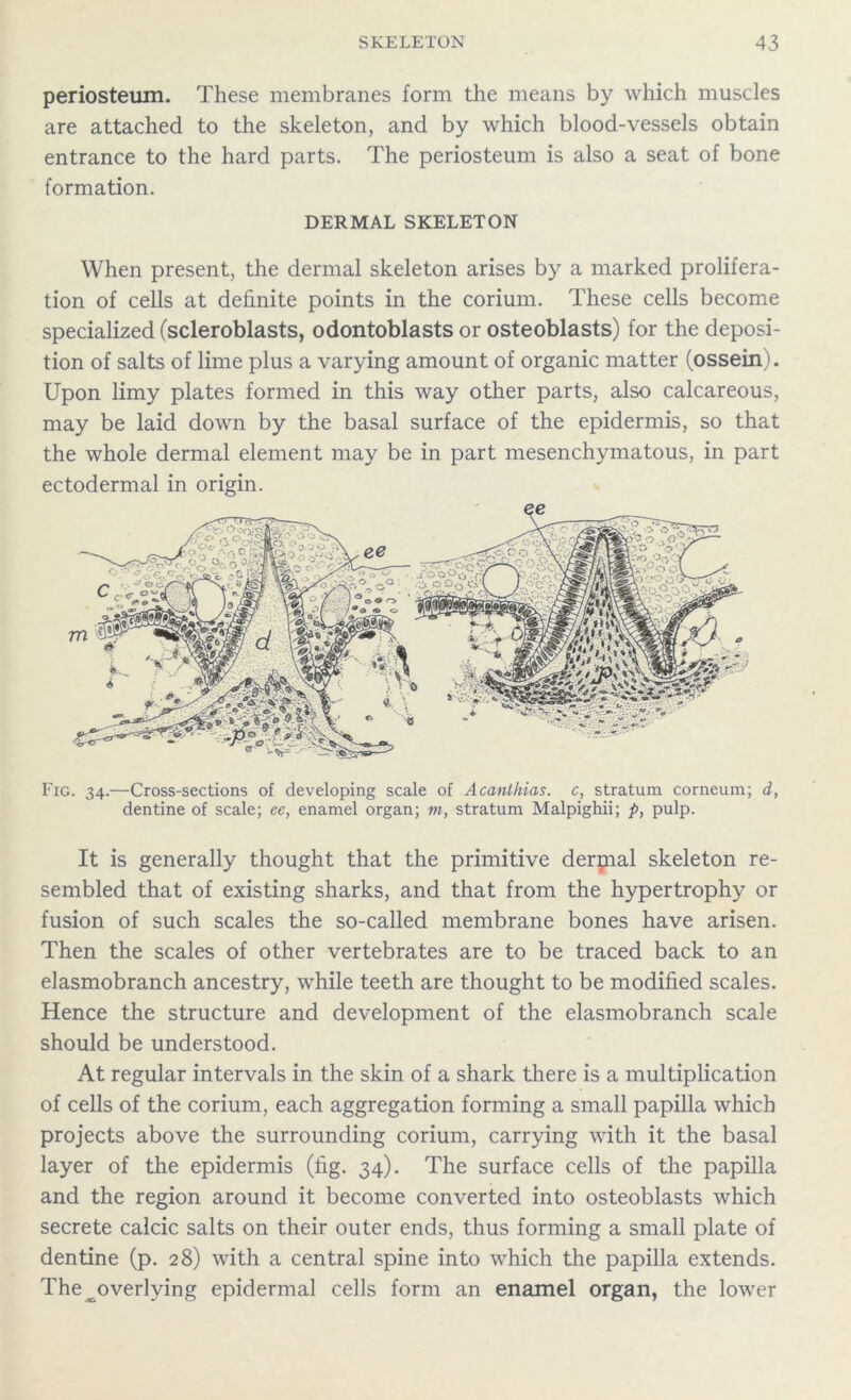 periosteum. These membranes form the means by which muscles are attached to the skeleton, and by which blood-vessels obtain entrance to the hard parts. The periosteum is also a seat of bone formation. DERMAL SKELETON When present, the dermal skeleton arises by a marked prolifera- tion of cells at definite points in the corium. These cells become specialized (scleroblasts, odontoblasts or osteoblasts) for the deposi- tion of salts of lime plus a varying amount of organic matter (ossein). Upon limy plates formed in this way other parts, also calcareous, may be laid down by the basal surface of the epidermis, so that the whole dermal element may be in part mesenchymatous, in part ectodermal in origin. Fig. 34.—Cross-sections of developing scale of Acanthias. c, stratum corneum; d, dentine of scale; ee, enamel organ; m, stratum Malpighii; p, pulp. It is generally thought that the primitive derpial skeleton re- sembled that of existing sharks, and that from the hypertrophy or fusion of such scales the so-called membrane bones have arisen. Then the scales of other vertebrates are to be traced back to an elasmobranch ancestry, while teeth are thought to be modified scales. Hence the structure and development of the elasmobranch scale should be understood. At regular intervals in the skin of a shark there is a multiplication of cells of the corium, each aggregation forming a small papilla which projects above the surrounding corium, carrying with it the basal layer of the epidermis (fig. 34). The surface cells of the papilla and the region around it become converted into osteoblasts which secrete calcic salts on their outer ends, thus forming a small plate of dentine (p. 28) with a central spine into which the papilla extends. The ^overlying epidermal cells form an enamel organ, the lower