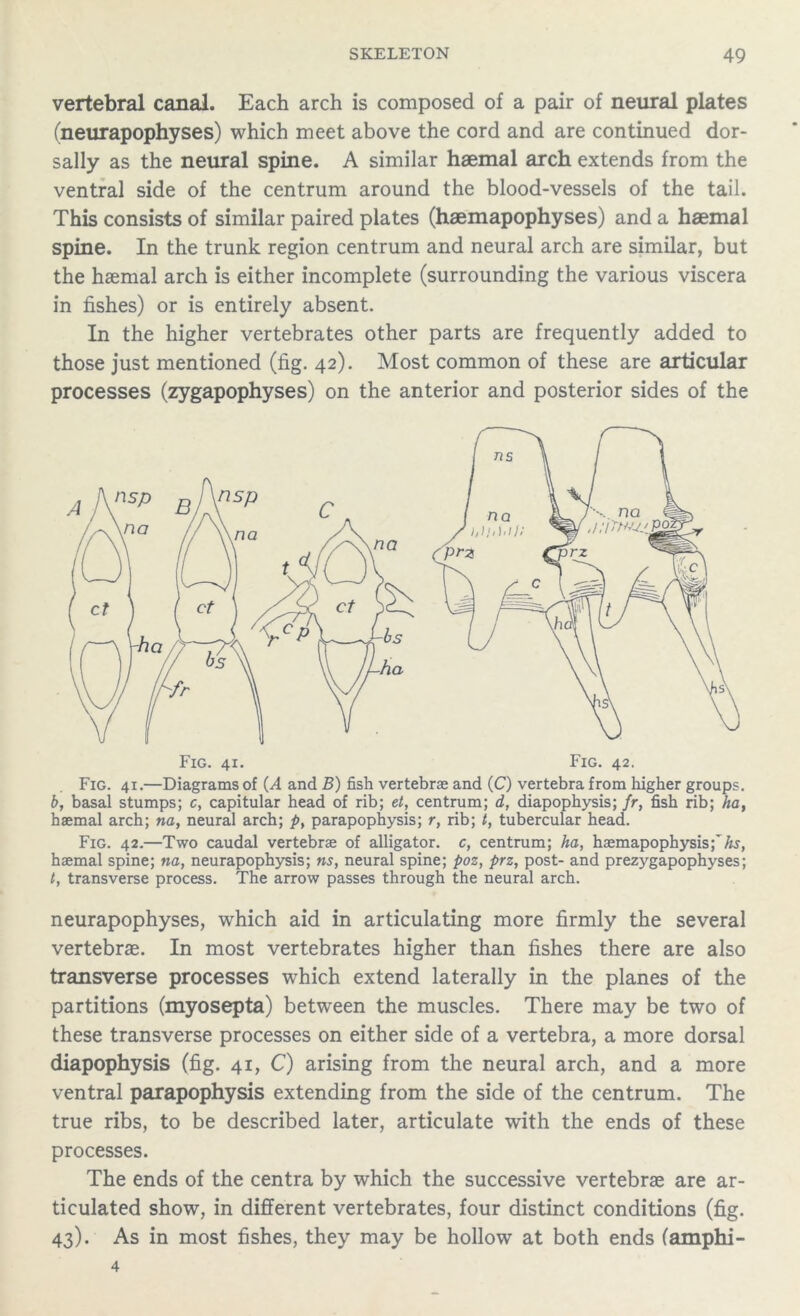 vertebral canal. Each arch is composed of a pair of neural plates (neurapophyses) which meet above the cord and are continued dor- sally as the neural spine. A similar haemal arch extends from the ventral side of the centrum around the blood-vessels of the tail. This consists of similar paired plates (haemapophyses) and a haemal spine. In the trunk region centrum and neural arch are similar, but the haemal arch is either incomplete (surrounding the various viscera in fishes) or is entirely absent. In the higher vertebrates other parts are frequently added to those just mentioned (fig. 42). Most common of these are articular processes (zygapophyses) on the anterior and posterior sides of the Fig. 42.—Two caudal vertebrae of alligator, c, centrum; ha, haemapophysisfifo, haemal spine; na, neurapophysis; ns, neural spine; poz, prz, post- and prezygapophyses; t, transverse process. The arrow passes through the neural arch. neurapophyses, which aid in articulating more firmly the several vertebrae. In most vertebrates higher than fishes there are also transverse processes which extend laterally in the planes of the partitions (myosepta) between the muscles. There may be two of these transverse processes on either side of a vertebra, a more dorsal diapophysis (fig. 41, C) arising from the neural arch, and a more ventral parapophysis extending from the side of the centrum. The true ribs, to be described later, articulate with the ends of these processes. The ends of the centra by which the successive vertebras are ar- ticulated show, in different vertebrates, four distinct conditions (fig. 43). As in most fishes, they may be hollow at both ends (amphi- 4