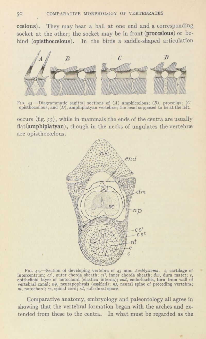coelous). They may bear a ball at one end and a corresponding socket at the other; the socket may be in front (proccelous) or be- hind (opisthocoelous). In the birds a saddle-shaped articulation Fig. 43.—Diagrammatic sagittal sections of (A) amphicoelous; (B), procoelus; (C opisthocoelous; and (£>), amphiplatyan vertebne; the head supposed to be at the left. occurs (lig. 55), while in mammals the ends of the centra are usually flat (amphiplatyan), though in the necks of ungulates the vertebrae are opisthocoelous. Fig. 44.—Section of developing vertebra of 45 mm. Amblysloma. c, cartilage of intercentrum; cs1, outer chorda sheath; cs2, inner chorda sheath; dm, dura mater; e, epithelioid layer of notochord (elastica interna); end, endorhachis, torn from wall of vertebral canal; np, neurapophysis (ossified); ns, neural spine of preceding vertebra; nt, notochord; sc, spinal cord; sd, sub-dural space. Comparative anatomy, embryology and paleontology all agree in showing that the vertebral formation began with the arches and ex- tended from these to the centra. In what must be regarded as the
