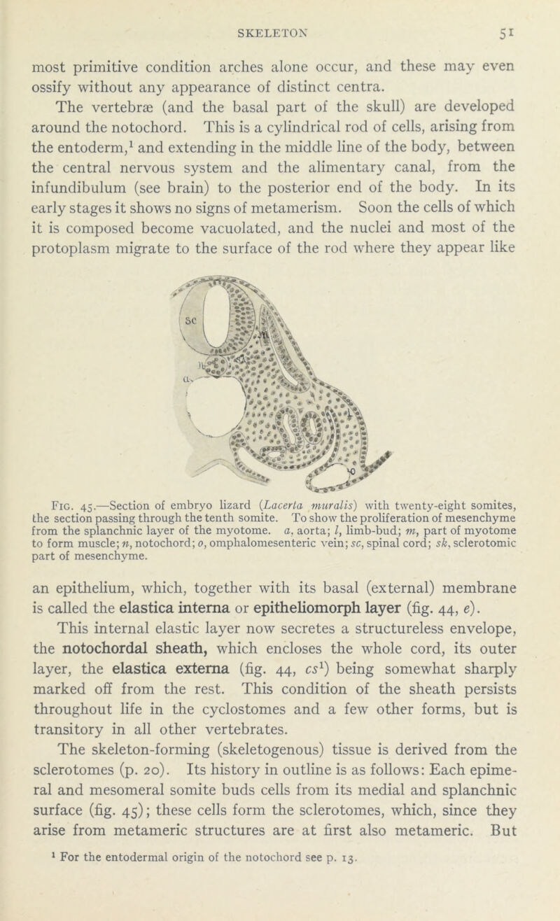 most primitive condition arches alone occur, and these may even ossify without any appearance of distinct centra. The vertebra (and the basal part of the skull) are developed around the notochord. This is a cylindrical rod of cells, arising from the entoderm,1 and extending in the middle line of the body, between the central nervous system and the alimentary canal, from the infundibulum (see brain) to the posterior end of the body. In its early stages it shows no signs of metamerism. Soon the cells of which it is composed become vacuolated, and the nuclei and most of the protoplasm migrate to the surface of the rod where they appear like Fig. 45.—Section of embryo lizard (Lacerta muralis) with twenty-eight somites, the section passing through the tenth somite. To show the proliferation of mesenchyme from the splanchnic layer of the myotome, a, aorta; l, limb-bud; m, part of myotome to form muscle; n, notochord; 0, omphalomesenteric vein; sc, spinal cord; sk, sclerotomic part of mesenchyme. an epithelium, which, together with its basal (external) membrane is called the elastica interna or epitheliomorph layer (fig. 44, e). This internal elastic layer now secretes a structureless envelope, the notochordal sheath, which encloses the whole cord, its outer layer, the elastica externa (fig. 44, cs1) being somewhat sharply marked off from the rest. This condition of the sheath persists throughout life in the cyclostomes and a few other forms, but is transitory in all other vertebrates. The skeleton-forming (skeletogenous) tissue is derived from the sclerotomes (p. 20). Its history in outline is as follows: Each epime- ral and mesomeral somite buds cells from its medial and splanchnic surface (fig. 45); these cells form the sclerotomes, which, since they arise from metameric structures are at first also metameric. But 1 For the entodermal origin of the notochord see p. 13.