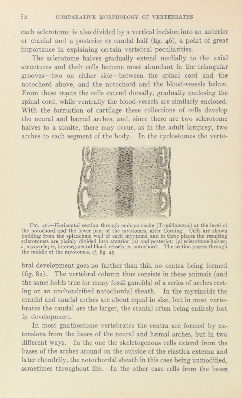 each sclerotome is also divided by a vertical incision into an anterior or cranial and a posterior or caudal half (fig. 46), a point of great importance in explaining certain vertebral peculiarities. The sclerotome halves gradually extend medially to the axial structures and their cells become most abundant in the triangular grooves—two on either side—between the spinal cord and the notochord above, and the notochord and the blood-vessels below. From these tracts the cells extend dorsally, gradually enclosing the spinal cord, while ventrally the blood-vessels are similarly enclosed. With the formation of cartilage these collections of cells develop the neural and haemal arches, and, since there are two sclerotome halves to a somite, there may occur, as in the adult lamprey, two arches to each segment of the body. In the cyclostomes the verte- Fig. 46.—Horizontal section through embryo snake (Tropidonotus) at the level of the notochord and the lower part of the myotomes, after Corning. Cells are shown budding from the splanchnic wall of each myotome, and in three places the resulting sclerotomes are plainly divided into anterior (a) and posterior; (p) sclerotome halves; c, myocoele; iv, intersegmental blood-vessels; n, notochord. The section passes through the middle of the myotomes, cf, fig. 45. bral development goes no farther than this, no centra being formed (fig. 82). The vertebral column thus consists in these animals (and the same holds true for many fossil ganoids) of a series of arches rest- ing on an unchondrified notochordal sheath. In the myxinoids the cranial and caudal arches are about equal in size, but in most verte- brates the caudal are the larger, the cranial often being entirely lost in development. In most gnathostome vertebrates the centra are formed by ex- tensions from the bases of the neural and haemal arches, but in two different ways. In the one the skeletogenous cells extend from the bases of the arches around on the outside of the elastica externa and later chondrify, the notochordal sheath in this case being unmodified, sometimes throughout life. In the other case cells from the bases