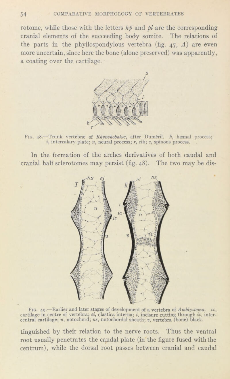 rotome, while those with the letters hp and pi are the corresponding cranial elements of the succeeding body somite. The relations of the parts in the phyllospondylous vertebra (fig. 47, A) are even more uncertain, since here the bone (alone preserved) was apparently, a coating over the cartilage. s r Fig. 48.—Trunk vertebrae of Rhynchobatus, after Dumeril. h, haemal process; i, intercalary plate; n, neural process; r, rib; s, spinous process. In the formation of the arches derivatives of both caudal and cranial half sclerotomes may persist (fig. 48). The two may be dis- Fig. 49.—Earlier and later stages of development of a vertebra of Amblystoma. cc, cartilage in centre of vertebra; ei, clastica interna; i, incisure cutting through ic, inter- central cartilage; «, notochord; ns, notochordal sheath; v, vertebra (bone) black. tinguished by their relation to the nerve roots. Thus the ventral root usually penetrates the caudal plate (in the figure fused with the centrum), while the dorsal root passes between cranial and caudal