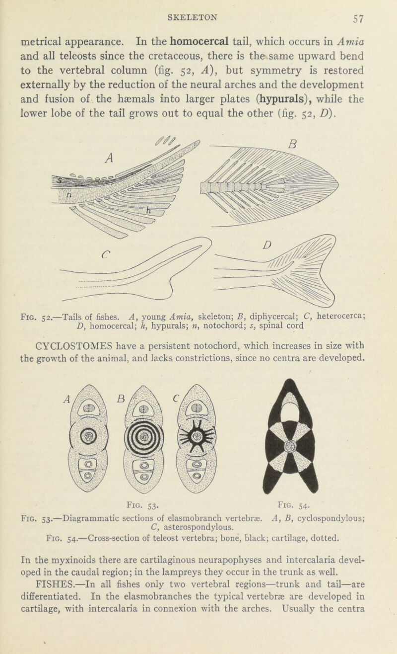 metrical appearance. In the homocercal tail, which occurs in Atnia and all teleosts since the cretaceous, there is the same upward bend to the vertebral column (fig. 52, A), but symmetry is restored externally by the reduction of the neural arches and the development and fusion of the haemals into larger plates (hypurals), while the lower lobe of the tail grows out to equal the other (fig. 52, D). Fig. 52.—Tails of fishes. A, young Amia, skeleton; B, dipHycercal; C, heterocerca; D, homocercal; h, hypurals; n, notochord; s, spinal cord CYCLOSTOMES have a persistent notochord, which increases in size with the growth of the animal, and lacks constrictions, since no centra are developed. Fig. 53. Fig. 54. Fig. 53.—Diagrammatic sections of elasmobranch vertebras. A, B, cyclospondylous; C, asterospondylous. Fig. 54.—Cross-section of teleost vertebra; bone, black; cartilage, dotted. In the myxinoids there are cartilaginous neurapophyses and intercalaria devel- oped in the caudal region; in the lampreys they occur in the trunk as well. FISHES.—In all fishes only two vertebral regions—trunk and tail—are differentiated. In the elasmobranches the typical vertebrae are developed in cartilage, with intercalaria in connexion with the arches. Usually the centra
