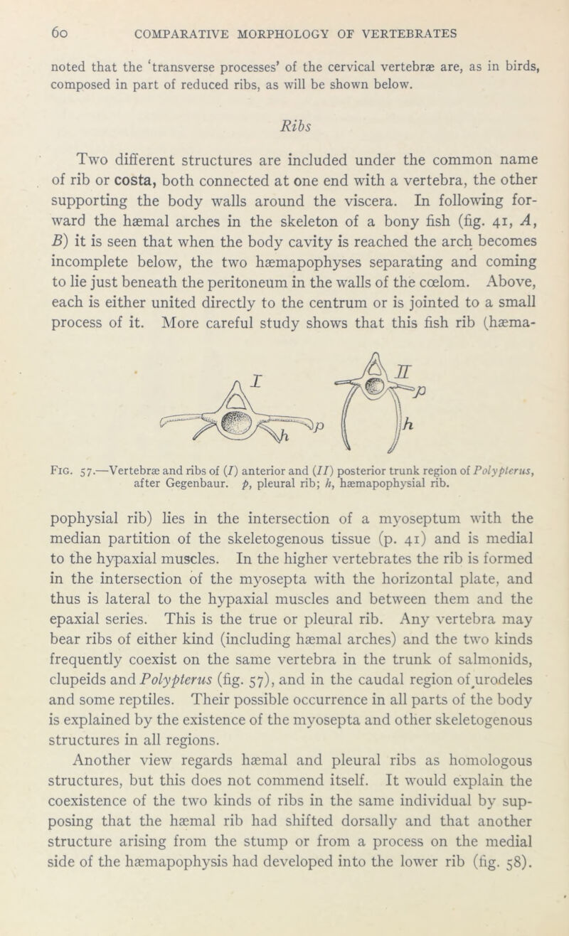 noted that the ‘transverse processes’ of the cervical vertebrae are, as in birds, composed in part of reduced ribs, as will be shown below. Ribs Two different structures are included under the common name of rib or costa, both connected at one end with a vertebra, the other supporting the body walls around the viscera. In following for- ward the haemal arches in the skeleton of a bony fish (fig. 41, A, B) it is seen that when the body cavity is reached the arch becomes incomplete below, the two haemapophyses separating and coming to lie just beneath the peritoneum in the walls of the coelom. Above, each is either united directly to the centrum or is jointed to a small process of it. More careful study shows that this fish rib (haema- Fig. 57.—Vertebras and ribs of (7) anterior and (77) posterior trunk region of Polyptcrus, after Gegenbaur. p, pleural rib; h, haemapophysial rib. pophysial rib) lies in the intersection of a myoseptum with the median partition of the skeletogenous tissue (p. 41) and is medial to the hypaxial muscles. In the higher vertebrates the rib is formed in the intersection of the myosepta with the horizontal plate, and thus is lateral to the hypaxial muscles and between them and the epaxial series. This is the true or pleural rib. Any vertebra may bear ribs of either kind (including haemal arches) and the two kinds frequently coexist on the same vertebra in the trunk of salmonids, clupeids and Polyptcrus (fig. 57), and in the caudal region of#urodeles and some reptiles. Their possible occurrence in all parts of the body is explained by the existence of the myosepta and other skeletogenous structures in all regions. Another view regards haemal and pleural ribs as homologous structures, but this does not commend itself. It would explain the coexistence of the two kinds of ribs in the same individual by sup- posing that the haemal rib had shifted dorsally and that another structure arising from the stump or from a process on the medial side of the haemapophysis had developed into the lower rib (fig. 58).