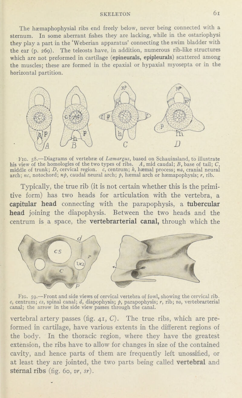 The haemaphophysial ribs end freely below, never being connected with a sternum. In some aberrant fishes they are lacking, while in the ostariophysi they play a part in the ‘Weberian apparatus’ connecting the swim bladder with the ear (p. 269). The teleosts have, in addition, numerous rib-like structures which are not preformed in cartilage (epineurals, epipleurals) scattered among the muscles; these are formed in the epaxial or hypaxial myosepta or in the horizontal partition. D Fig. 58.—Diagrams of vertebrae of Lcemargus, based on Schauinsland, to illustrate his view of the homologies of the two types of ribs. A, mid caudal; B, base of tail; C, middle of trunk; D, cervical region, c, centrum; h, haemal process; na, cranial neural arch; 71c, notochord; np, caudal neural arch; p, haemal arch or haemapophysis; r, rib. Typically, the true rib (it is not certain whether this is the primi- tive form) has two heads for articulation with the vertebra, a capitular head connecting with the parapophysis, a tubercular head joining the diapophysis. Between the two heads and the centrum is a space, the vertebrarterial canal, through which the Fig. 59.—Front and side views of cervical vertebra of fowl, showing the cervical rib. c, centrum; cs, spinal canal; d, diapophysis; p, parapophysis; r, rib; va, vertebrarterial canal; the arrow in the side view passes through the canal. vertebral artery passes (fig. 41, C). The true ribs, which are pre- formed in cartilage, have various extents in the different regions of the body. In the thoracic region, where they have the greatest extension, the ribs have to allow for changes in size of the contained cavity, and hence parts of them are frequently left unossified, or at least they are jointed, the two parts being called vertebral and sternal ribs (fig. 60, vr, sr).