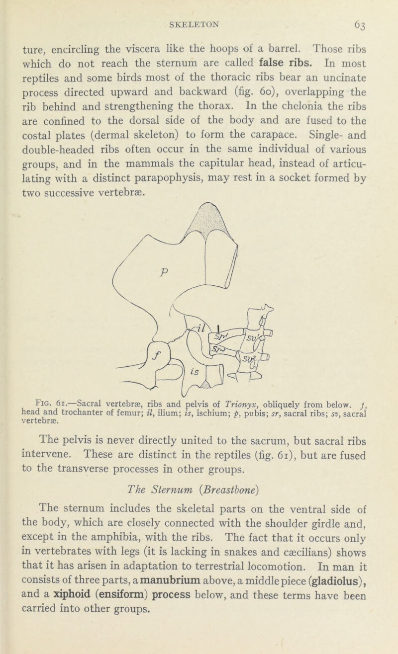 ture, encircling the viscera like the hoops of a barrel. Those ribs which do not reach the sternum are called false ribs. In most reptiles and some birds most of the thoracic ribs bear an uncinate process directed upward and backward (fig. 60), overlapping the rib behind and strengthening the thorax. In the chelonia the ribs are confined to the dorsal side of the body and are fused to the costal plates (dermal skeleton) to form the carapace. Single- and double-headed ribs often occur in the same individual of various groups, and in the mammals the capitular head, instead of articu- lating with a distinct parapophysis, may rest in a socket formed by two successive vertebrae. The pelvis is never directly united to the sacrum, but sacral ribs intervene. These are distinct in the reptiles (fig. 61), but are fused to the transverse processes in other groups. The Sternum (Breastbone) The sternum includes the skeletal parts on the ventral side of the body, which are closely connected with the shoulder girdle and, except in the amphibia, with the ribs. The fact that it occurs only in vertebrates with legs (it is lacking in snakes and caecilians) shows that it has arisen in adaptation to terrestrial locomotion. In man it consists of three parts, a manubrium above, a middle piece (gladiolus), and a xiphoid (ensiform) process below, and these terms have been carried into other groups.